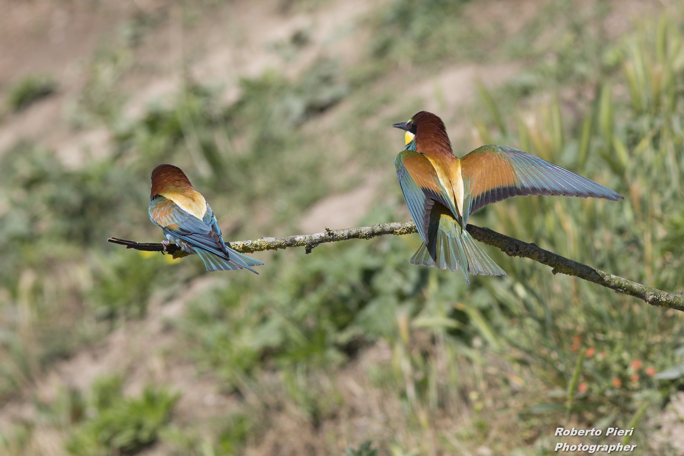 bee-eaters