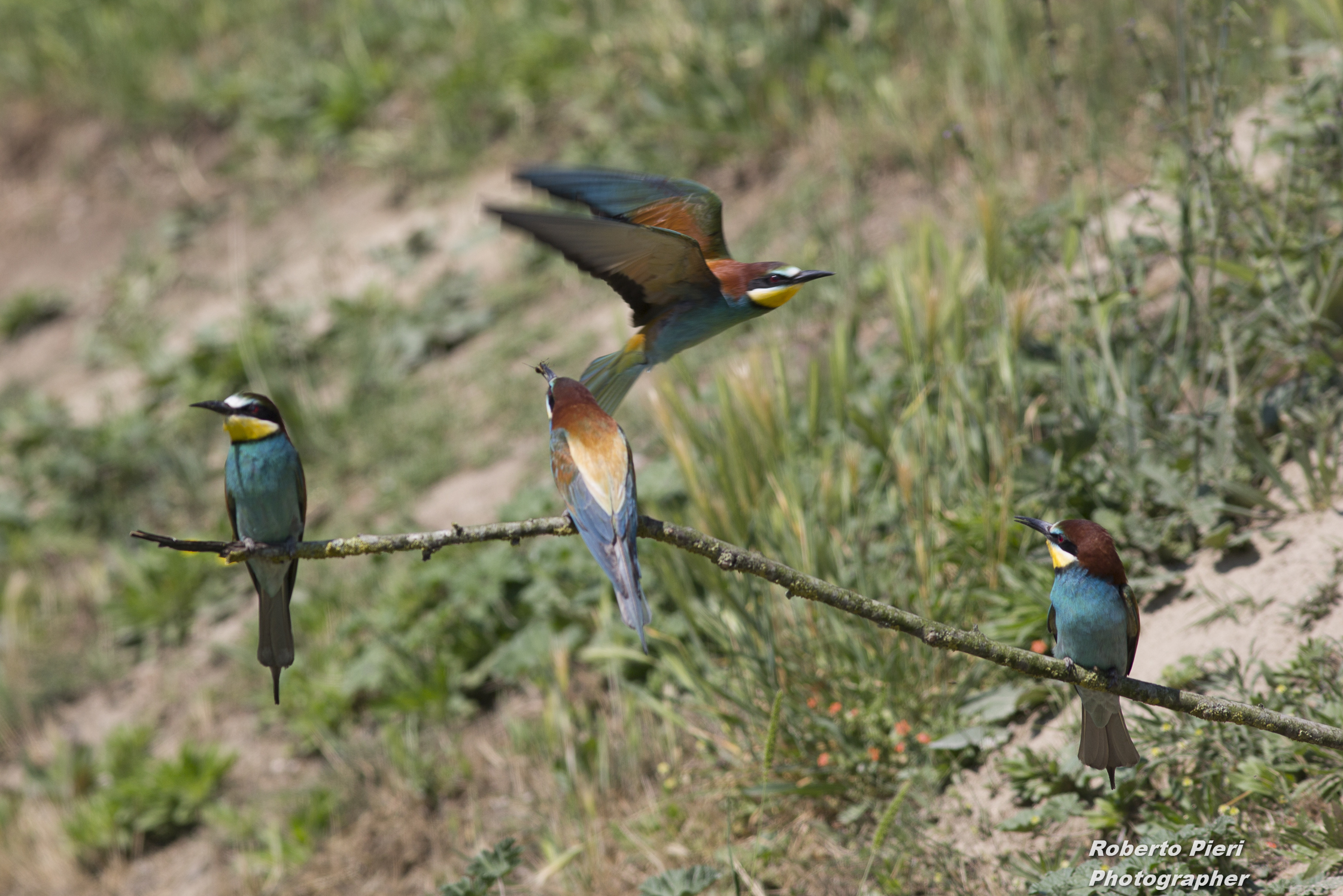 bee-eaters