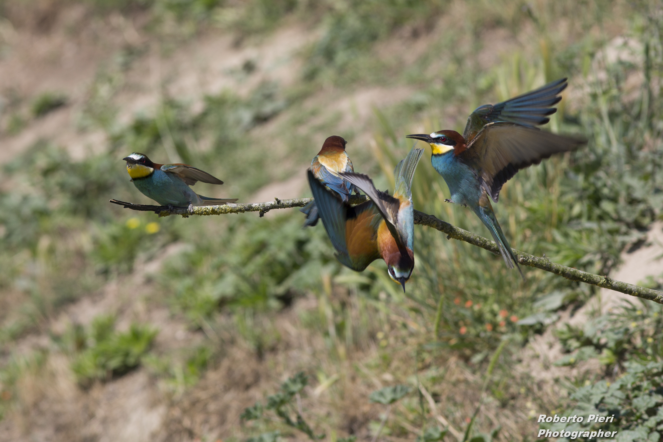 bee-eaters