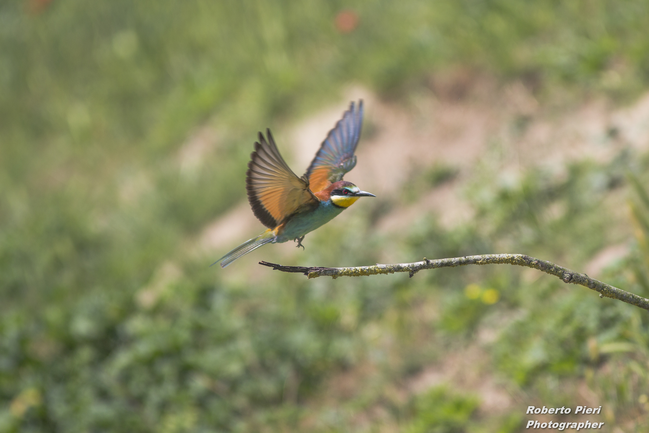 bee-eater incoming side