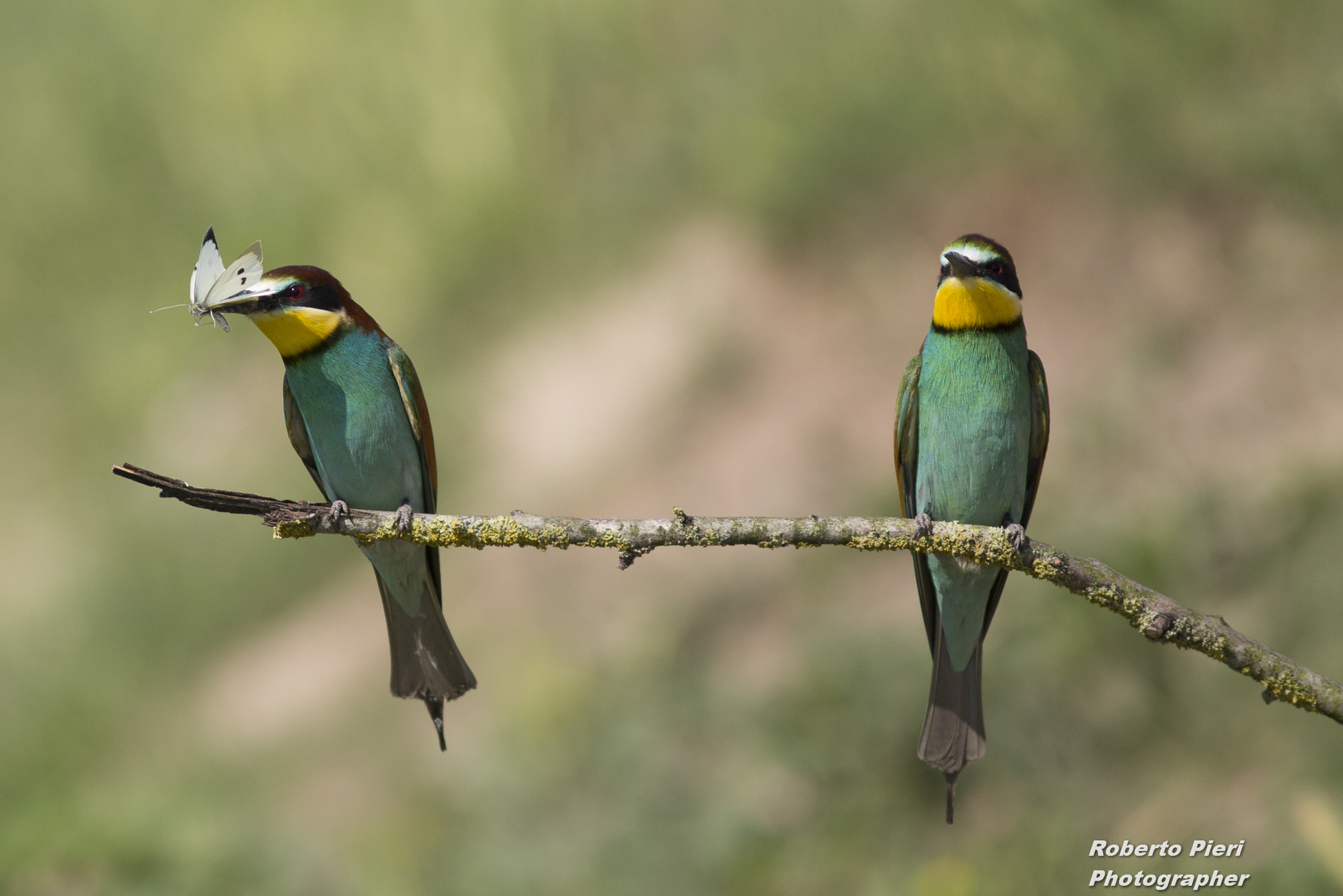 bee-eaters