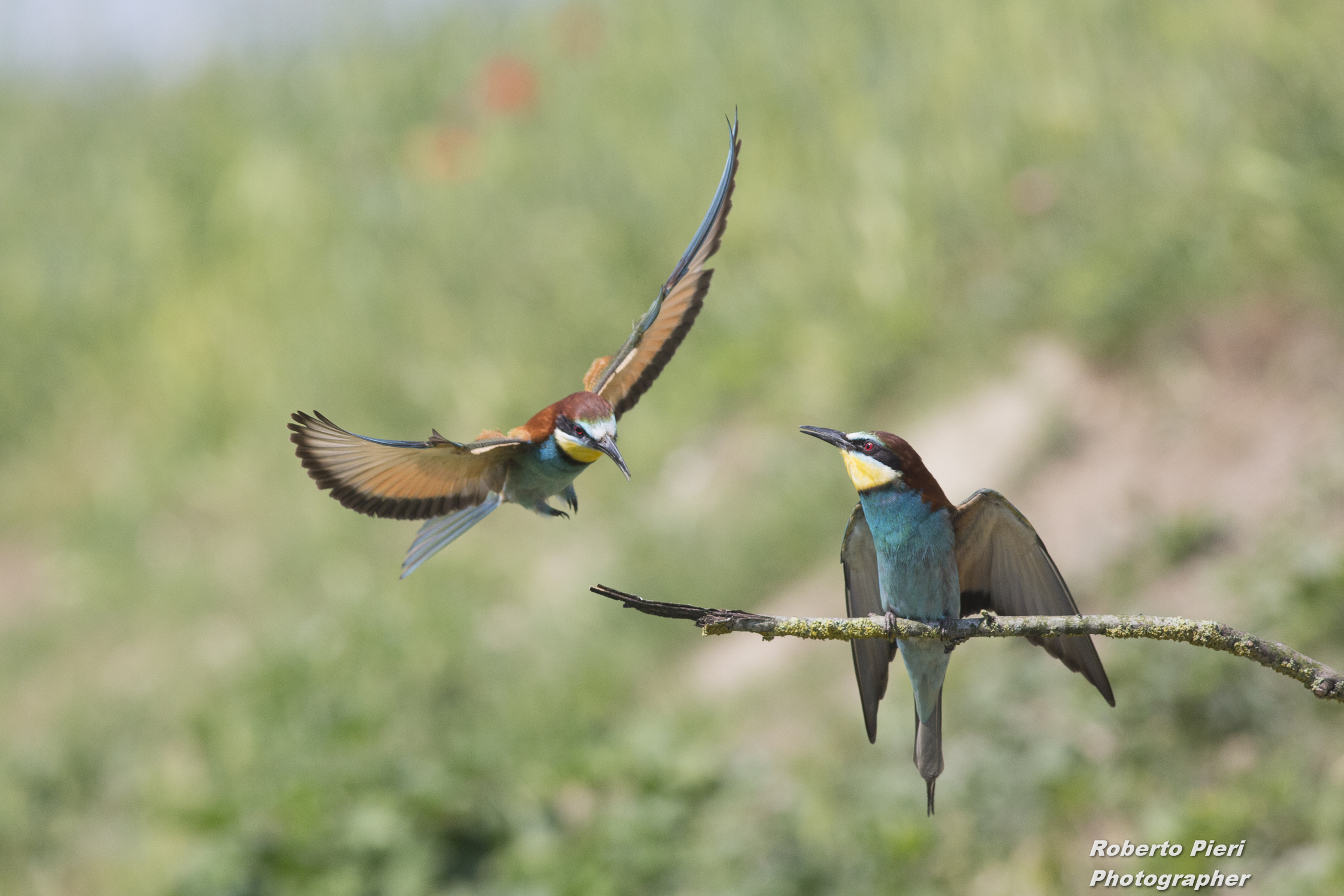 bee-eaters