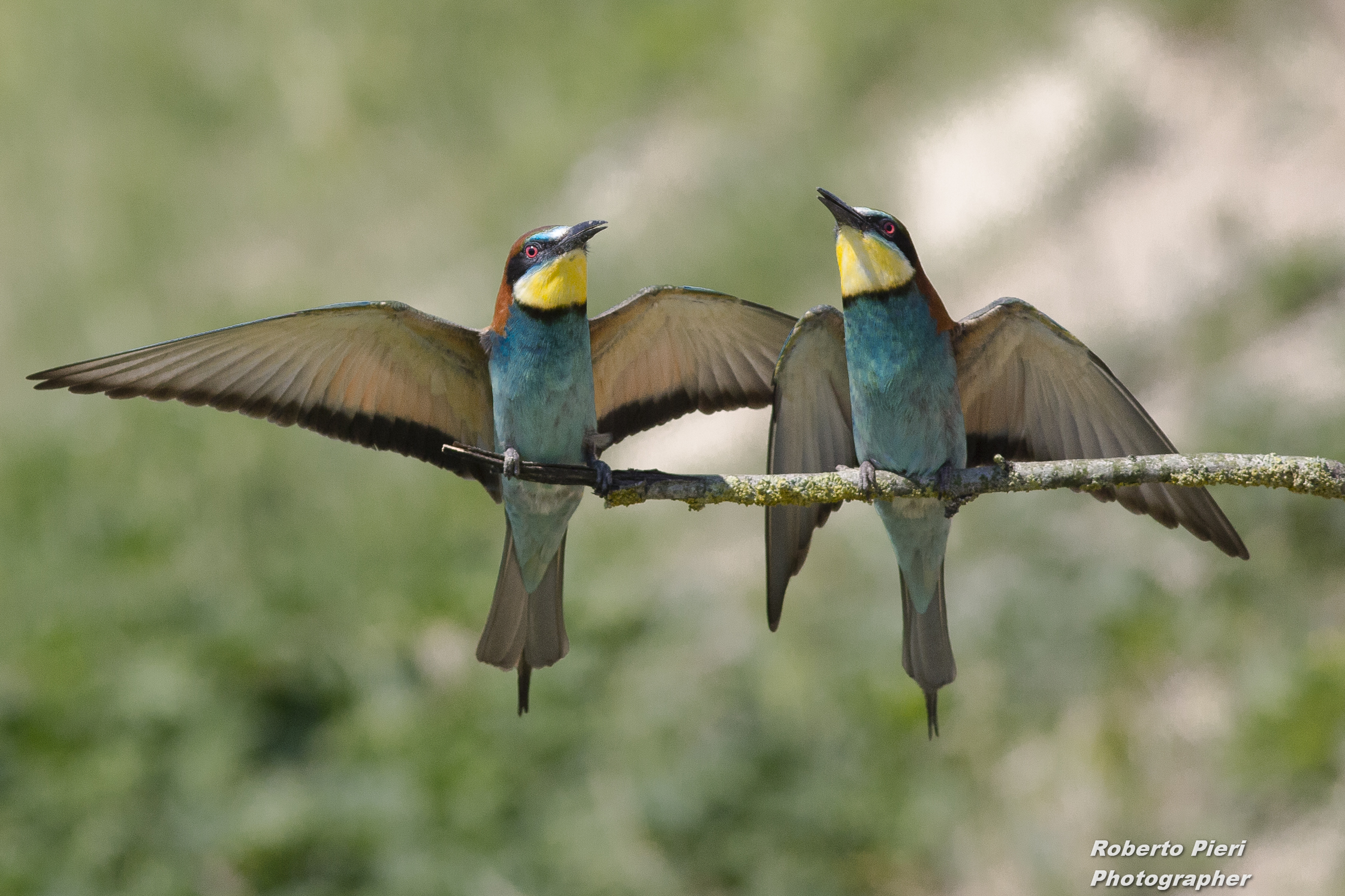 bee-eaters