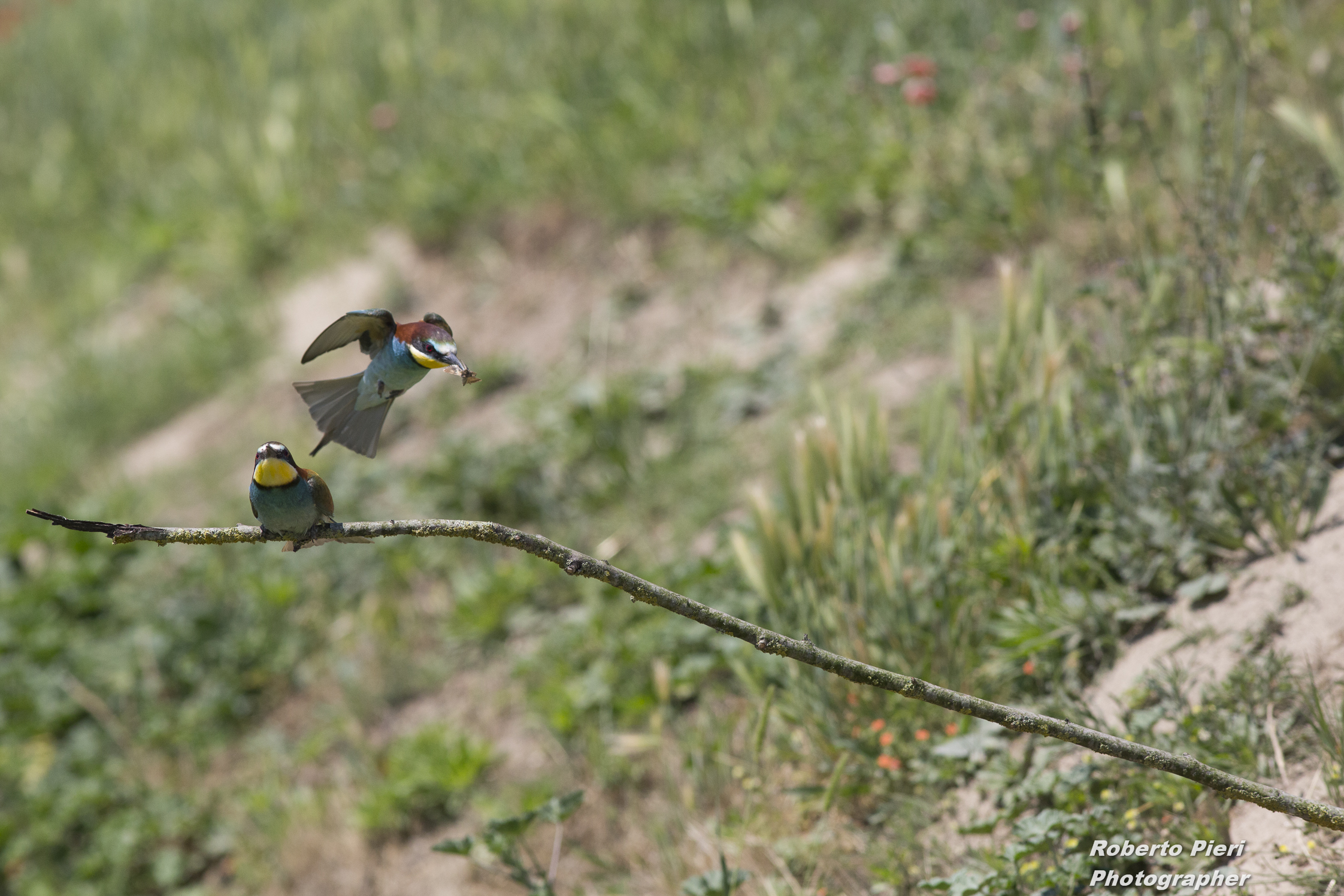 bee-eaters