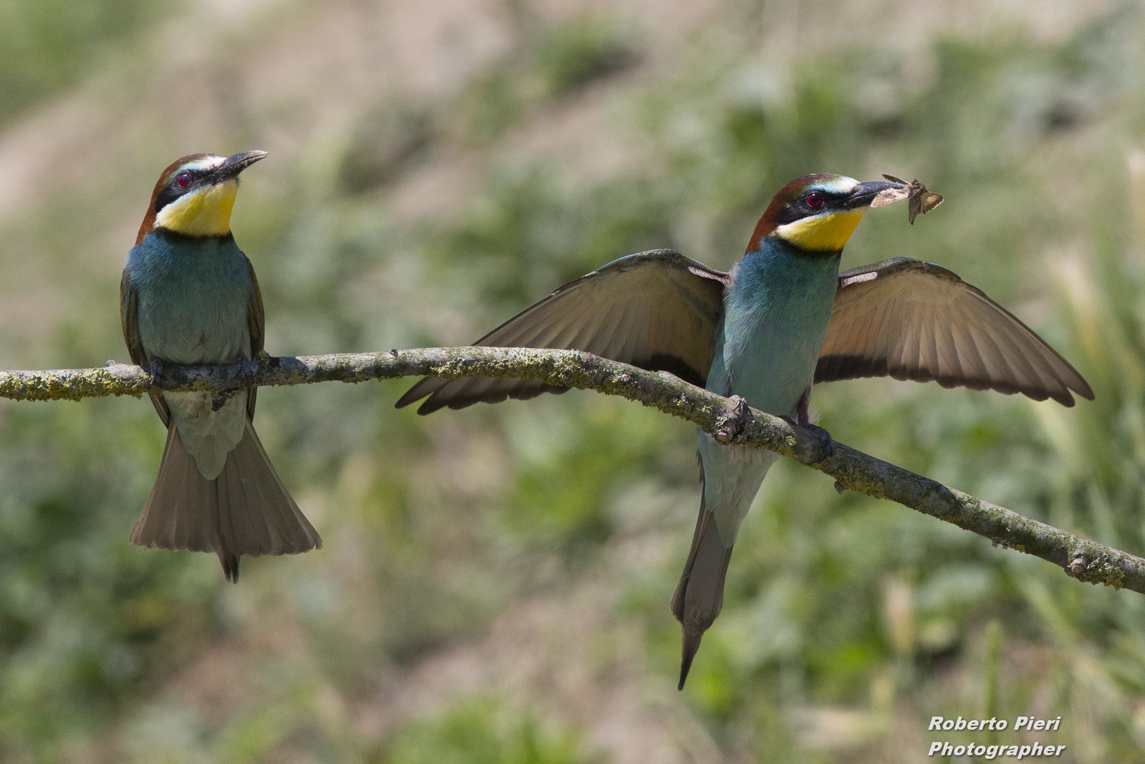 bee-eaters