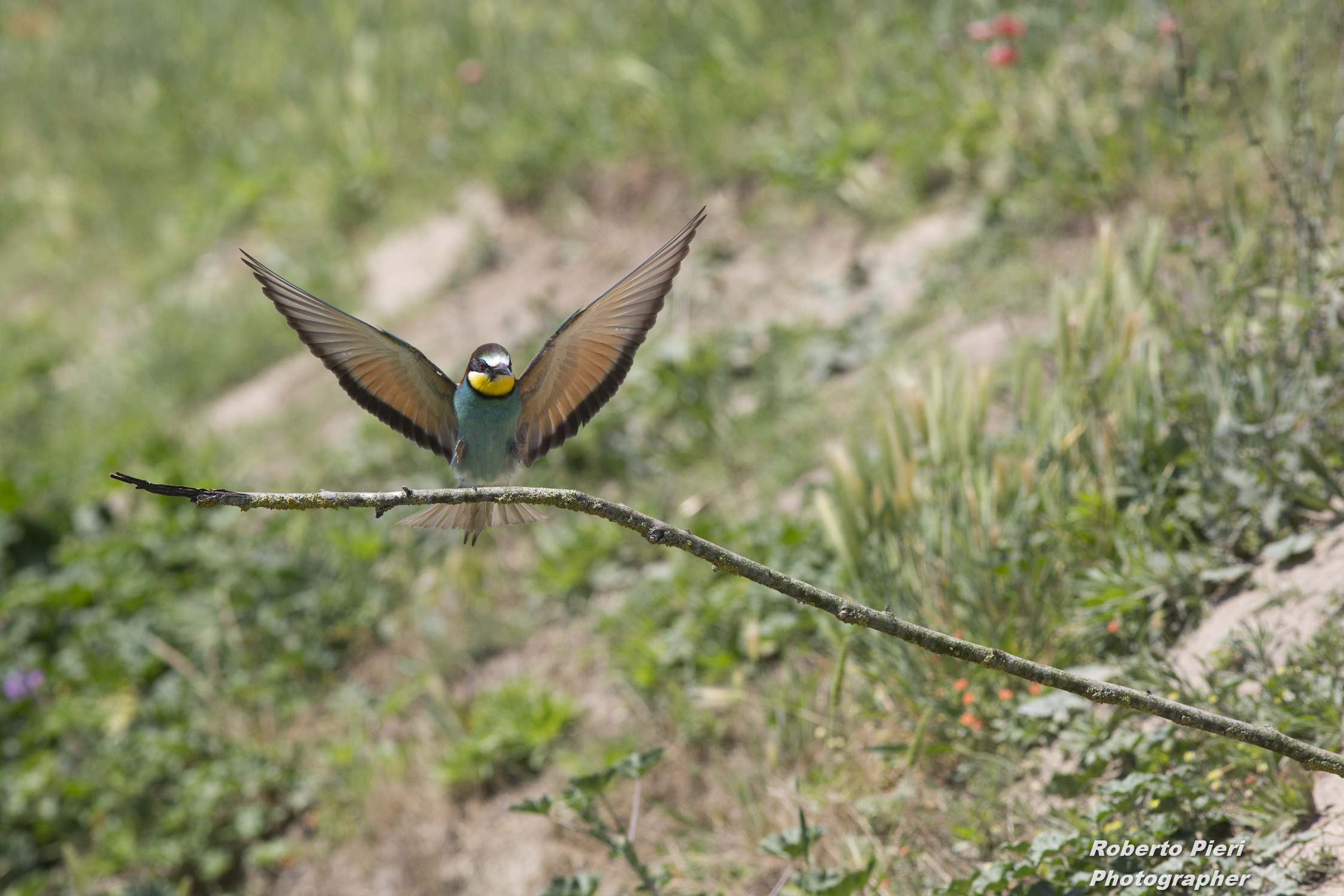 bee-eaters
