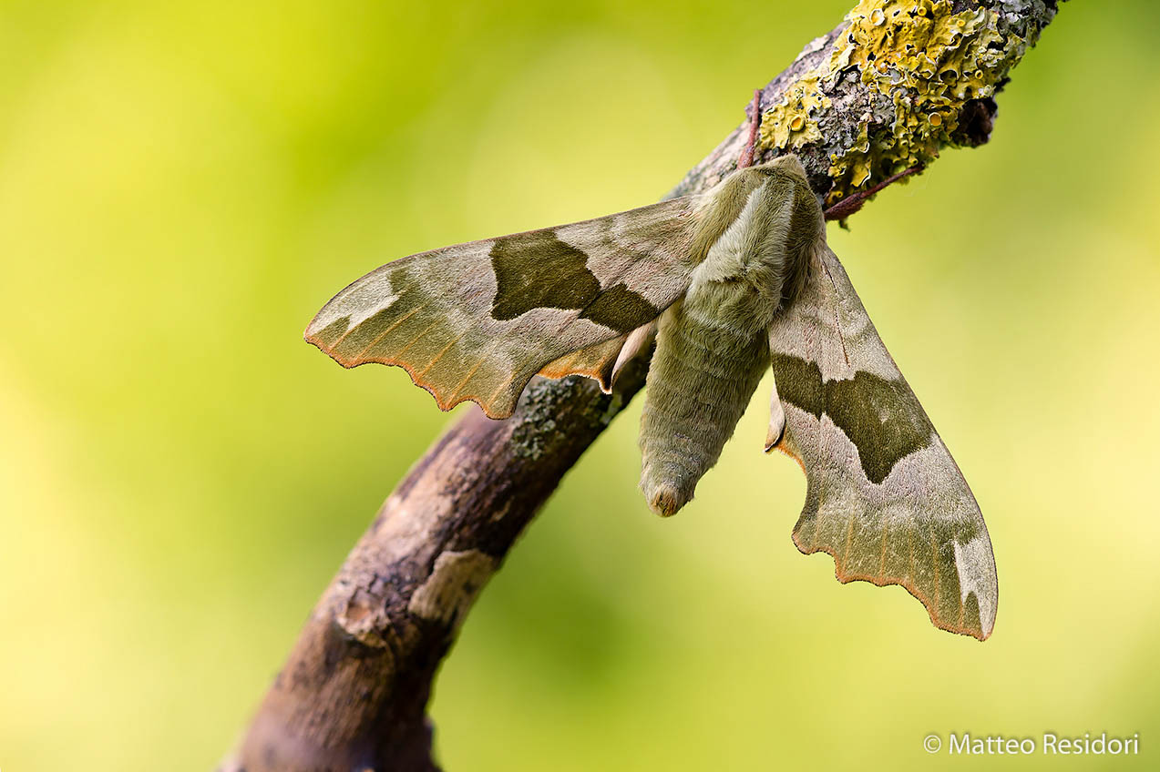 Sfinge del tiglio