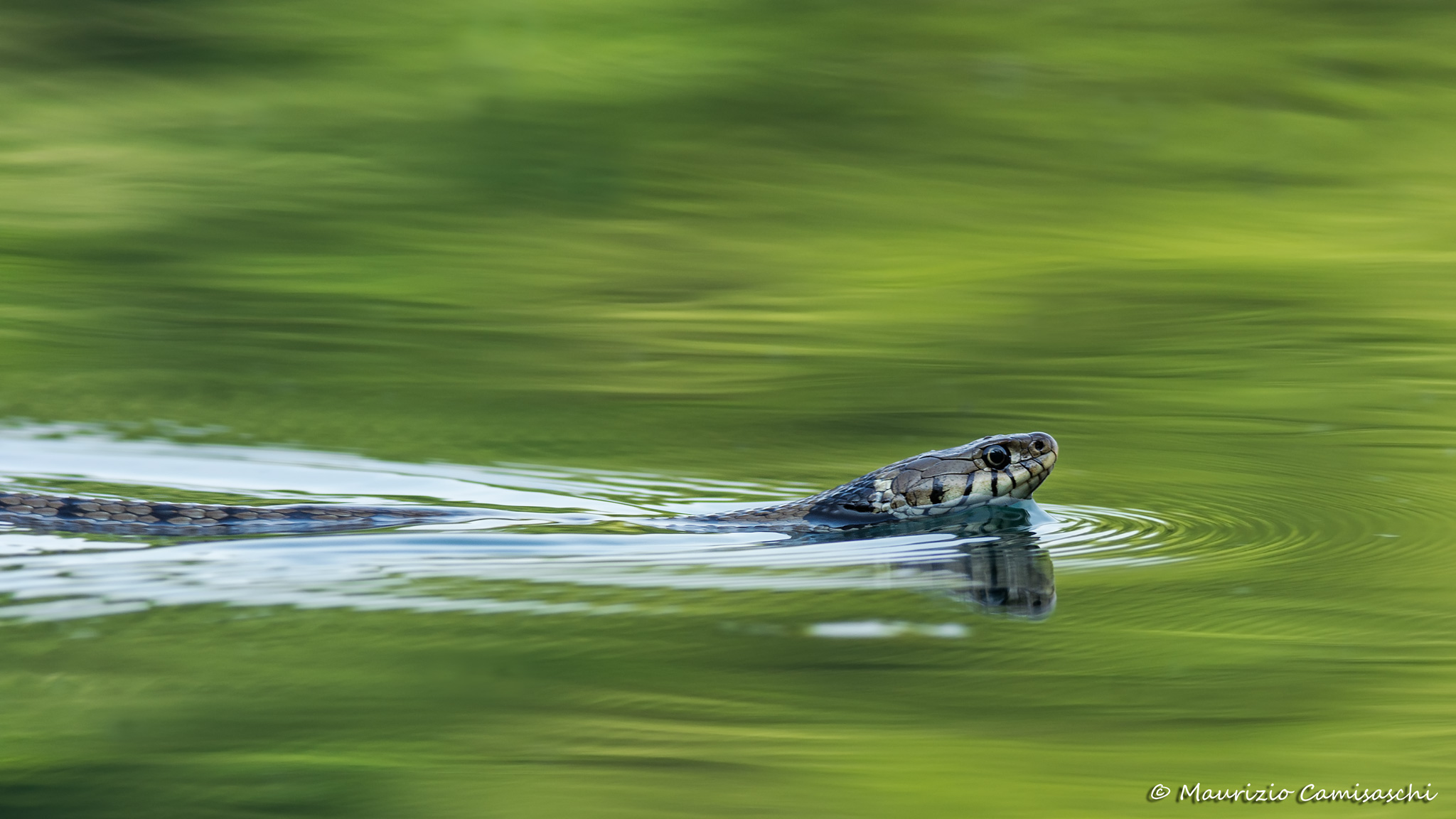 Grass Snake