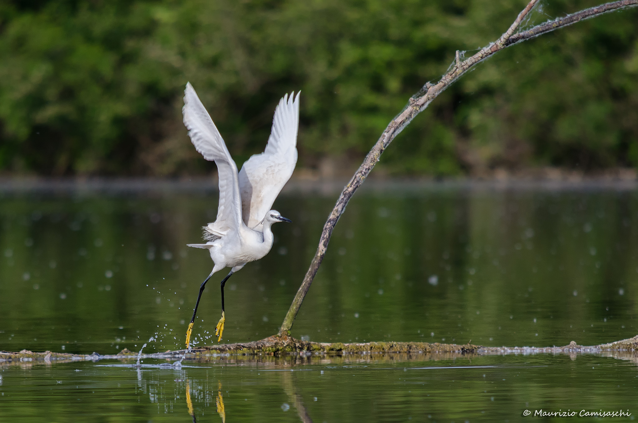 Egret departing