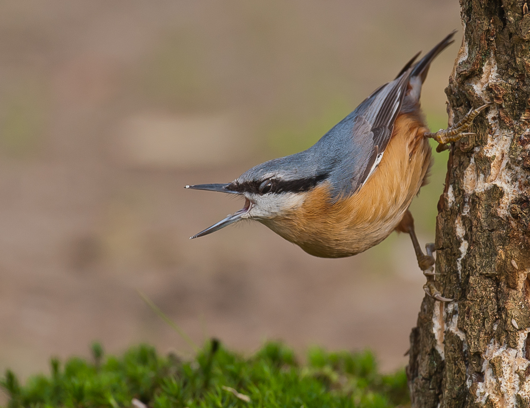 Nuthatch