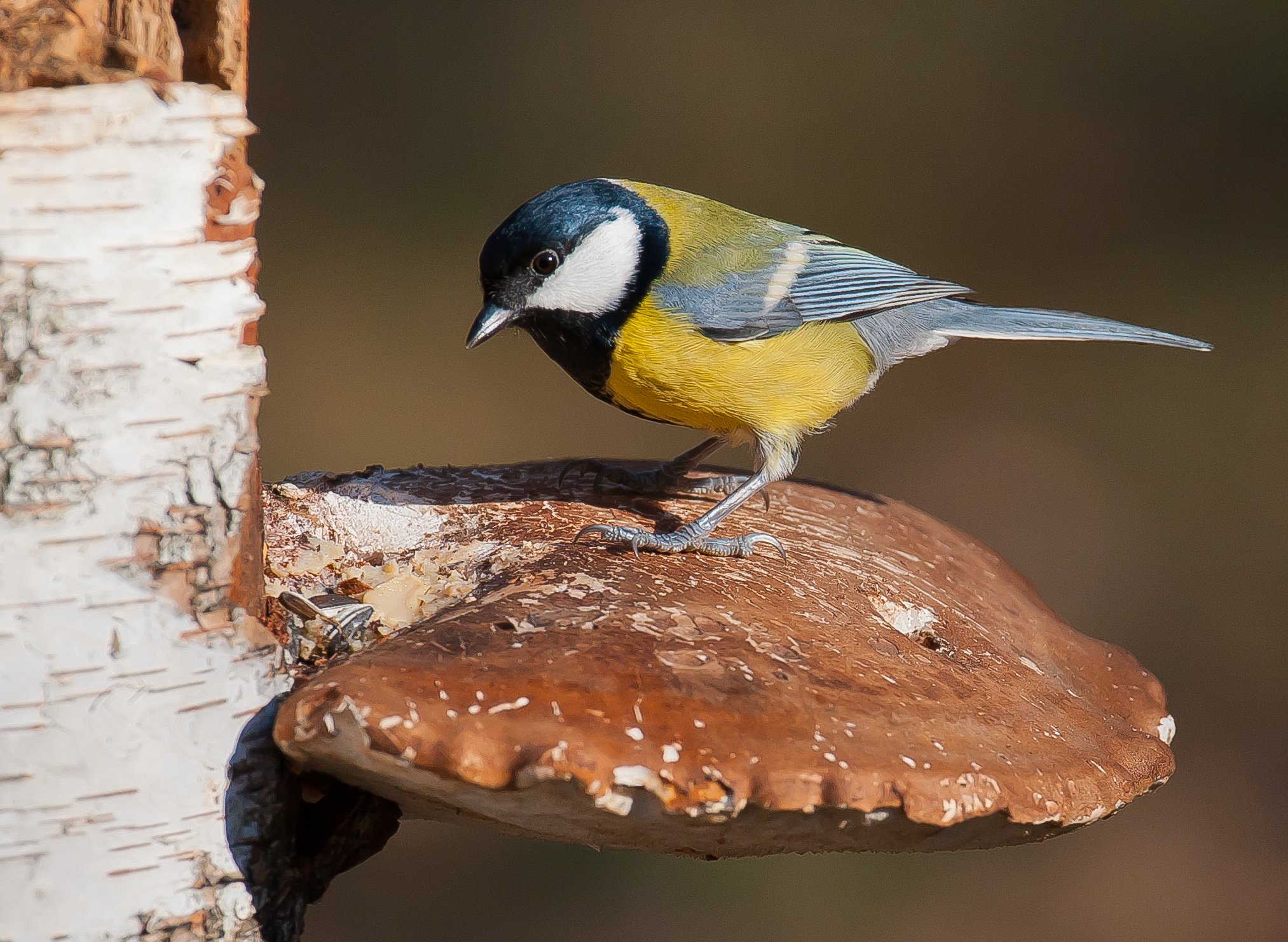 Blue Tit
