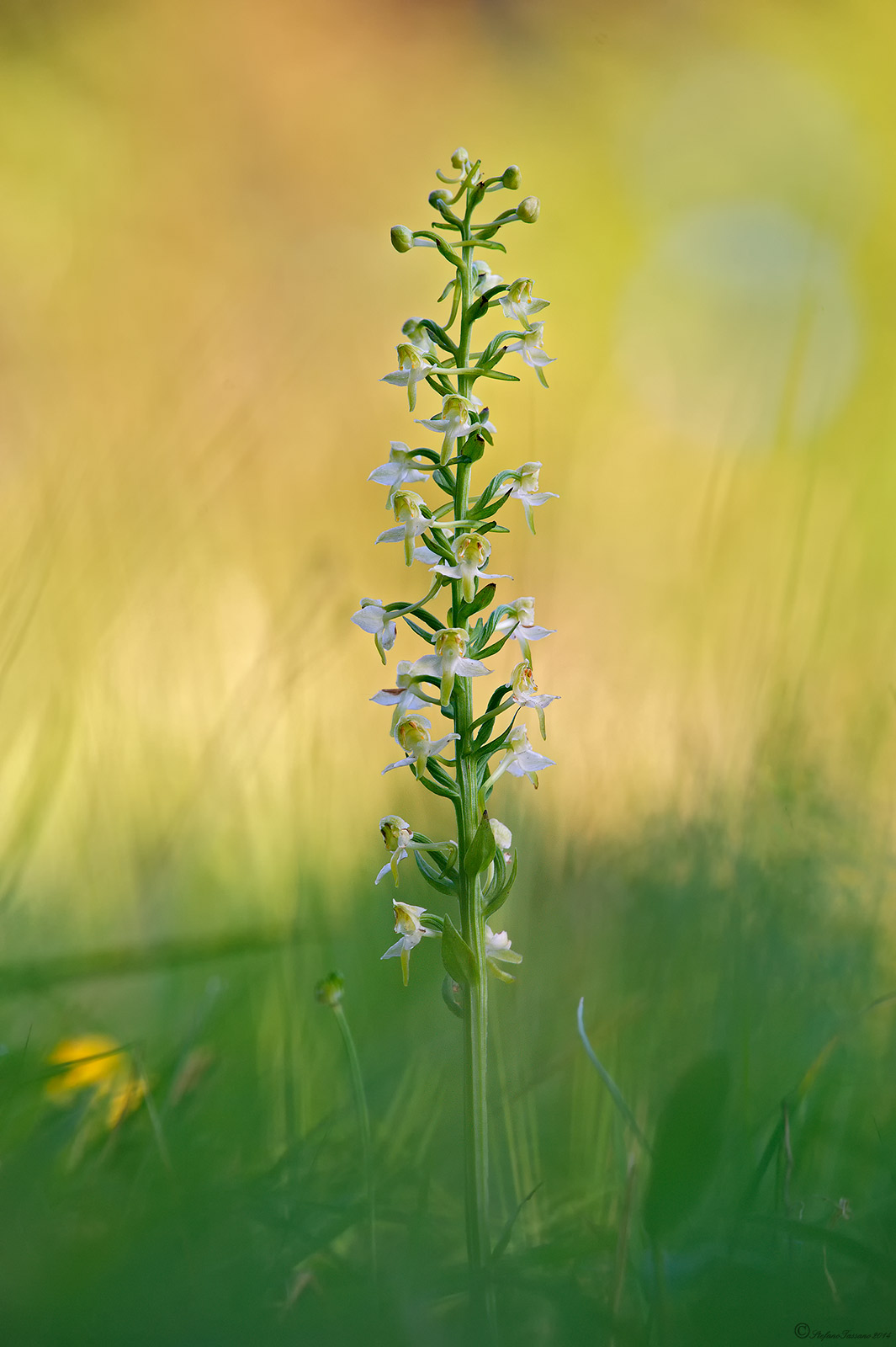 Platanthera bifolia