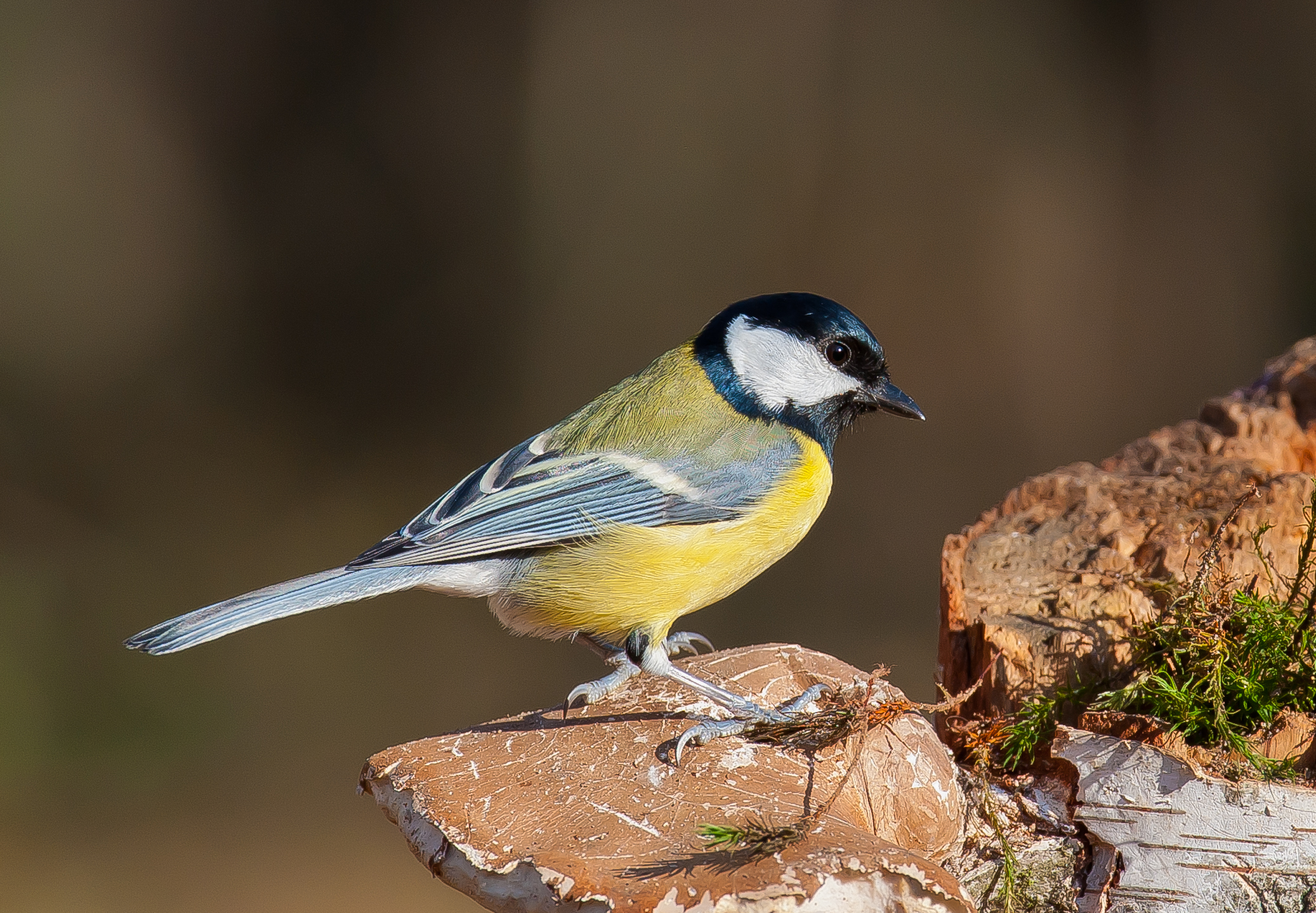 Great Tit