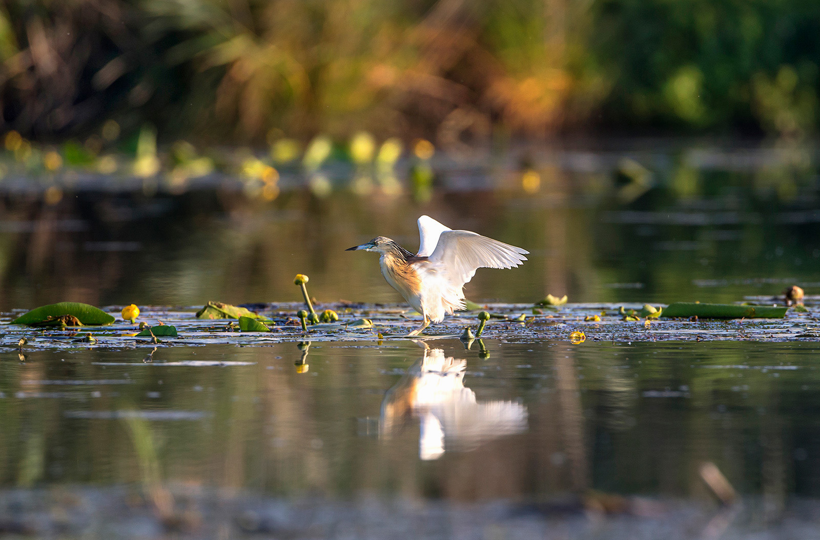 I colori del lago superiore.