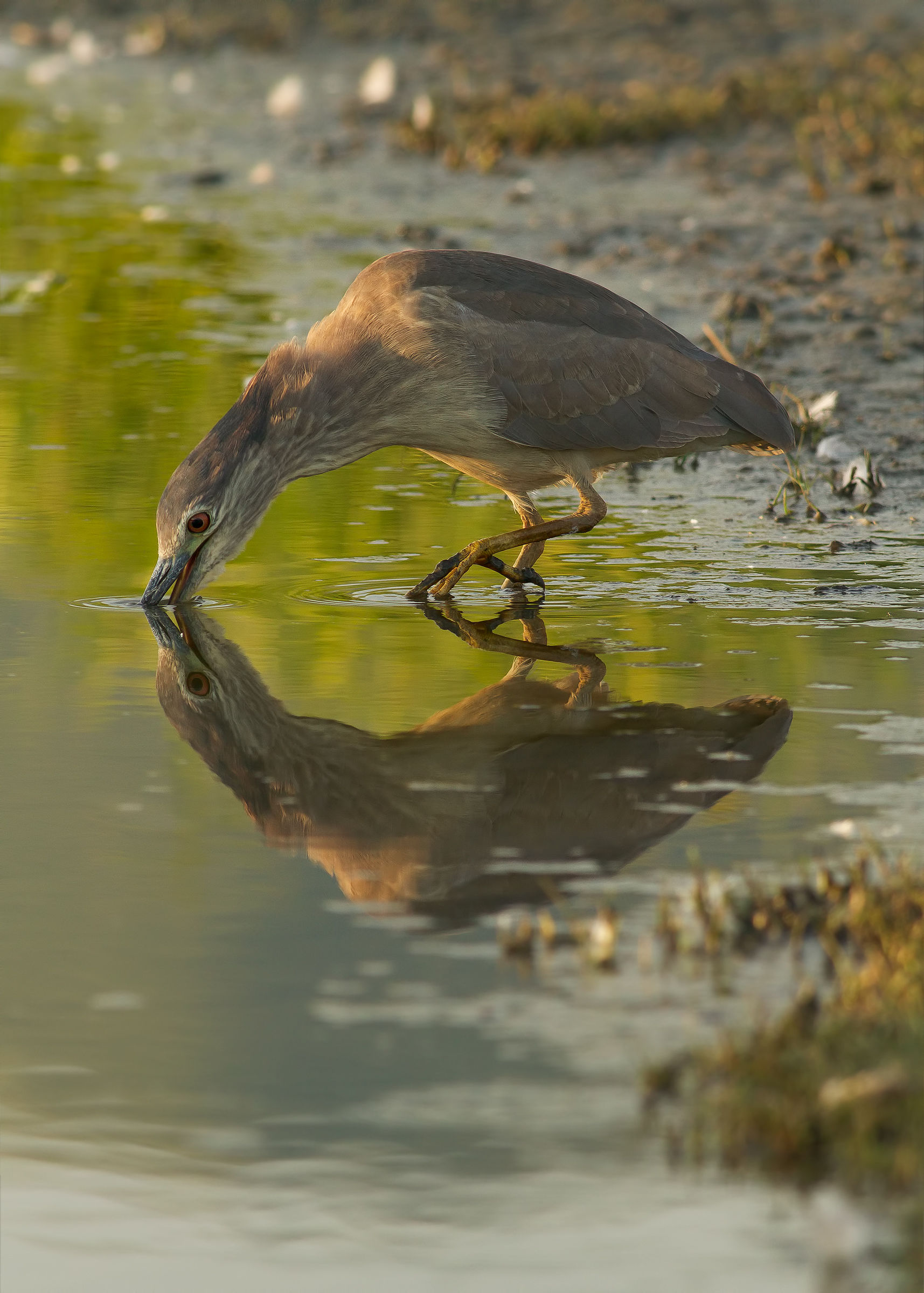 Night Heron juv