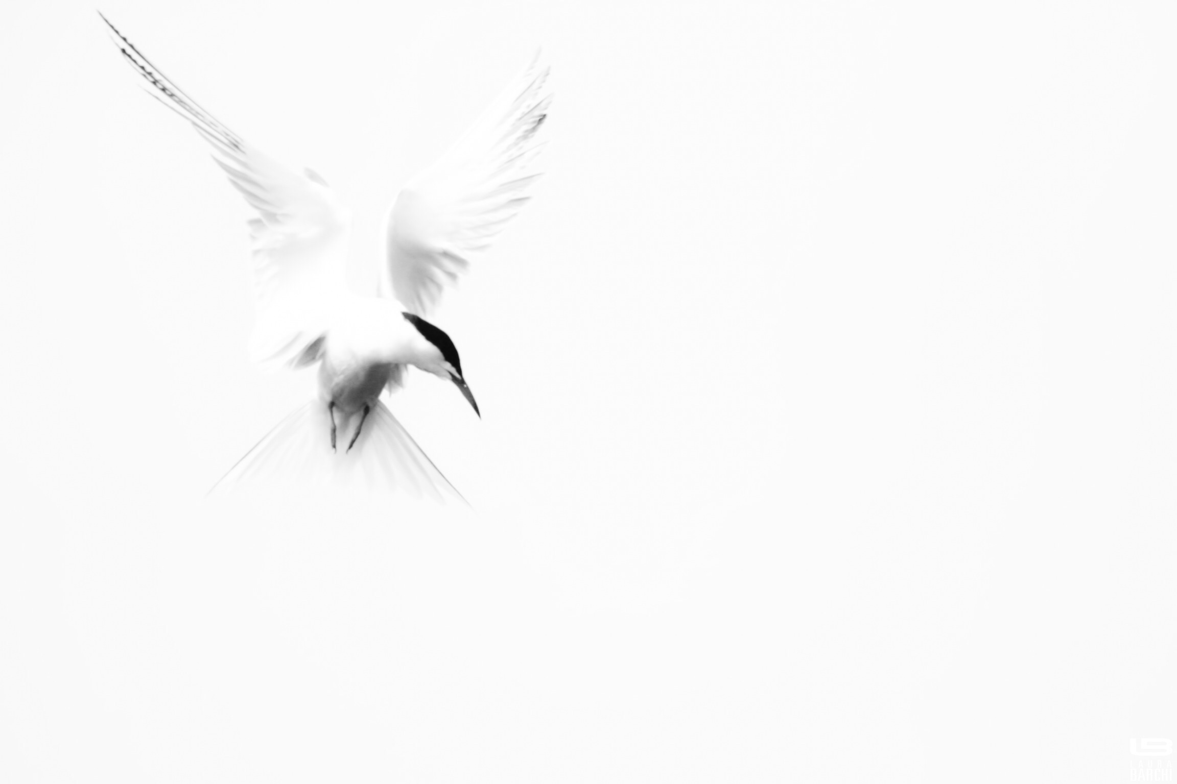 Tern