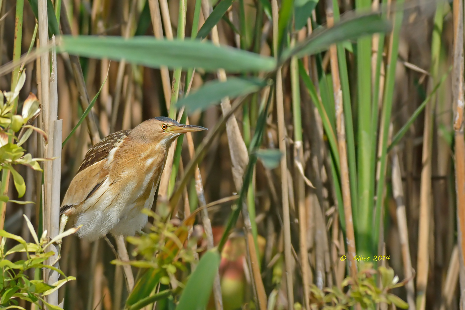 Tarabusina (Ixobrychus minutus)