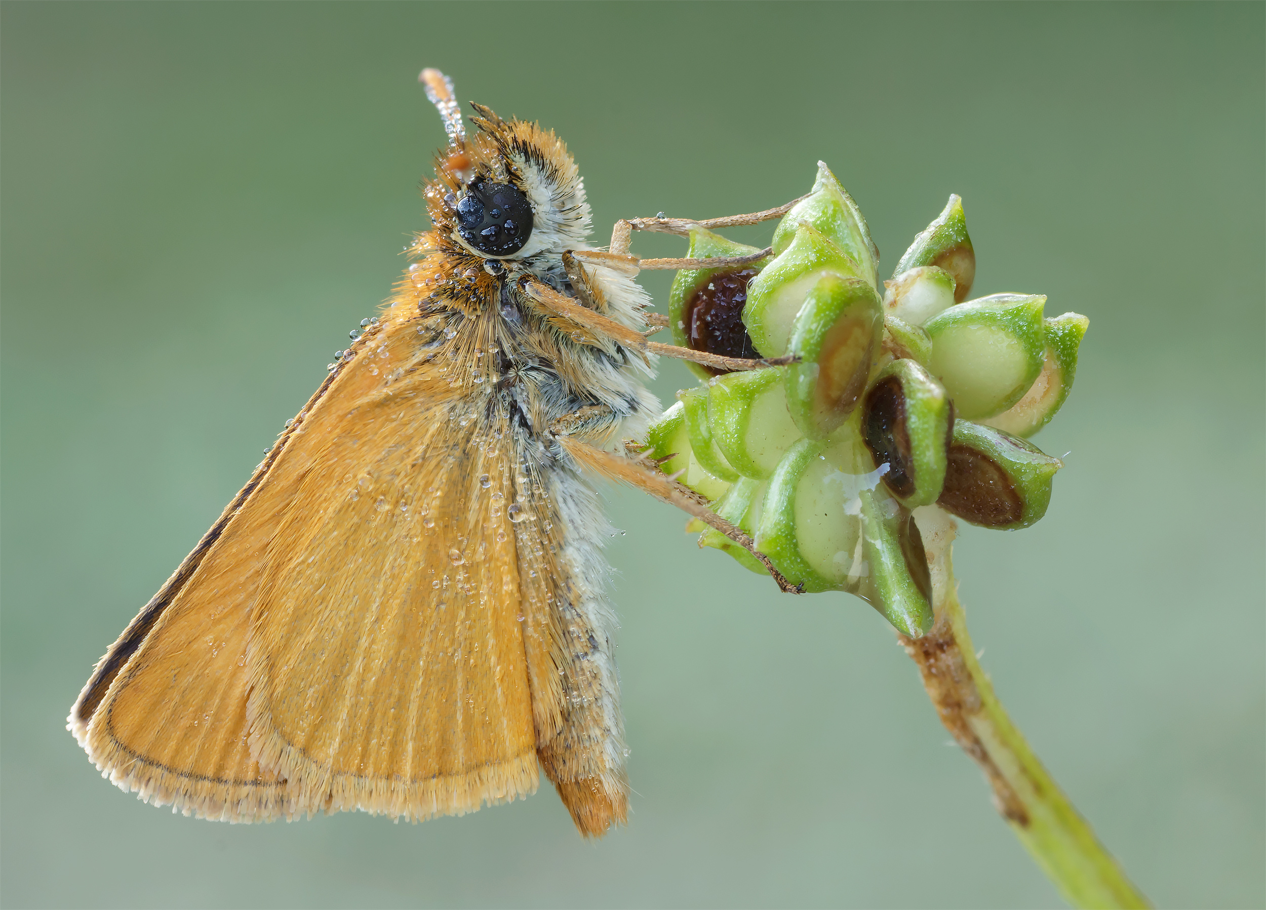 Tymelicus Sylvestris...