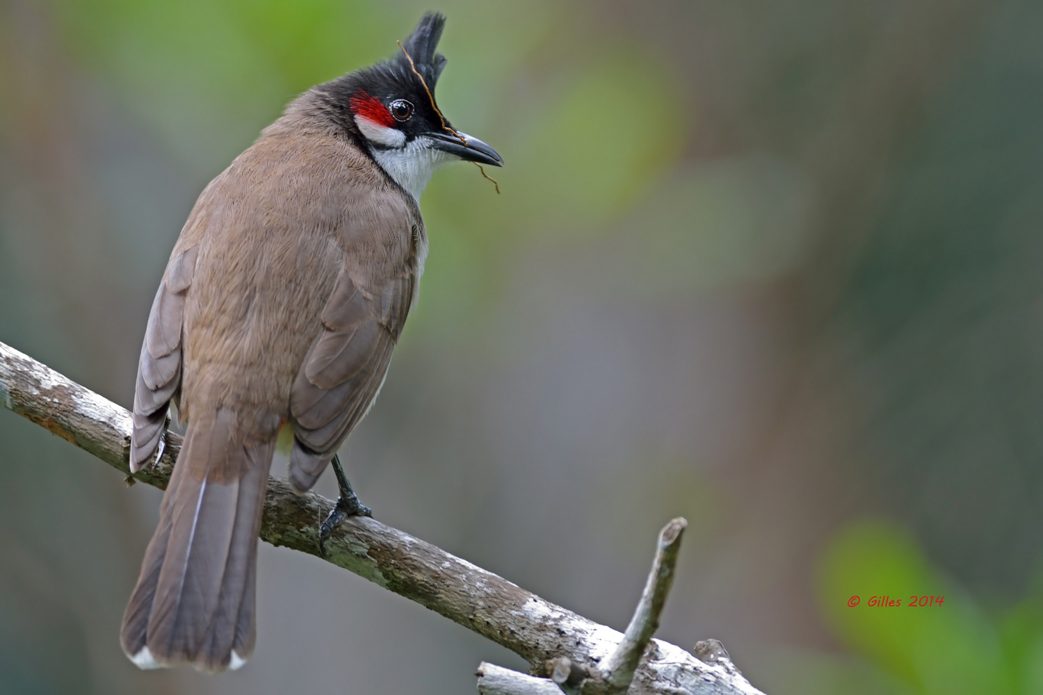 Bulbul dai mustacchi rossi (Pycnonotus jocosus)