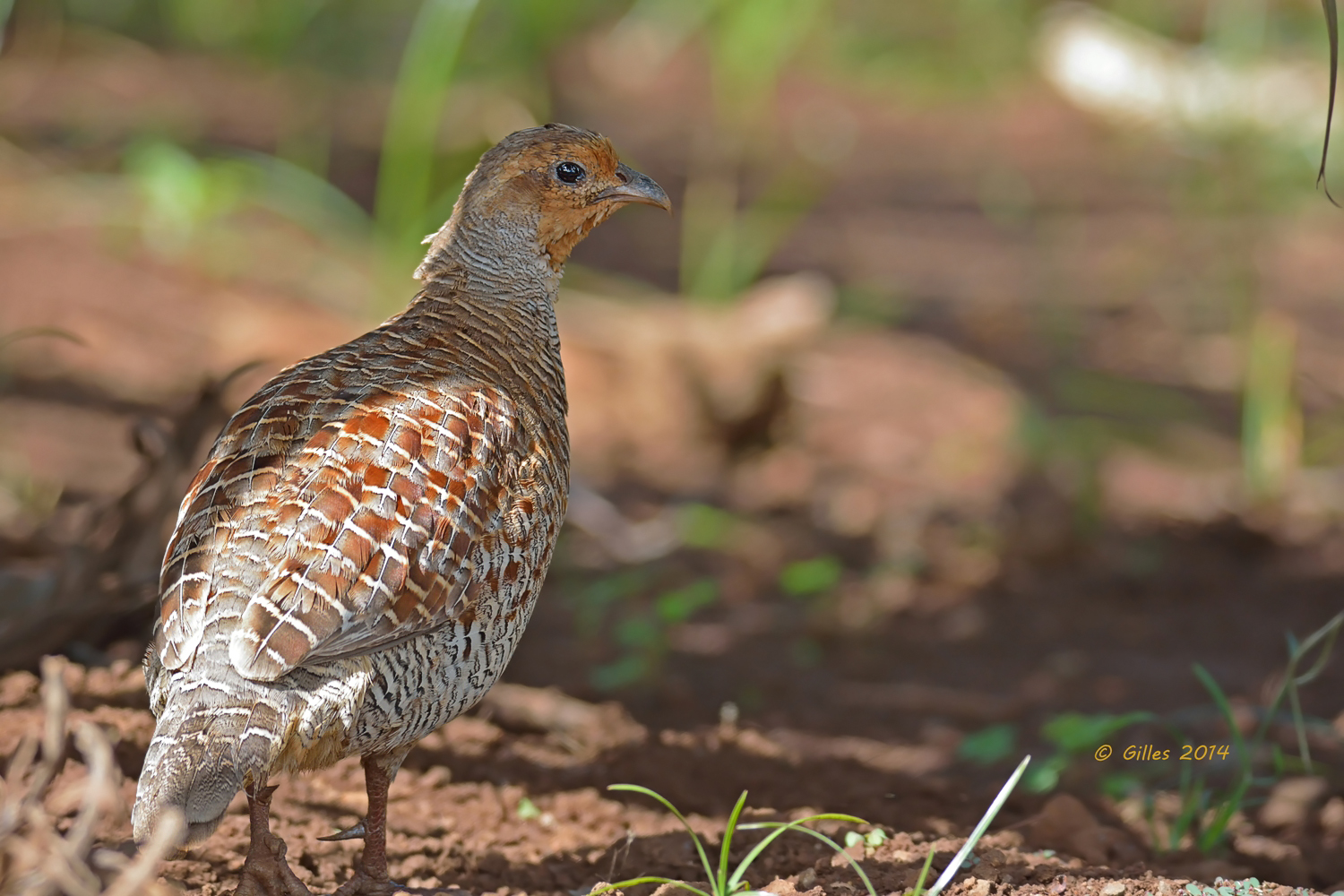 Francolino dipinto persiano (Francolinus pondicerianus)