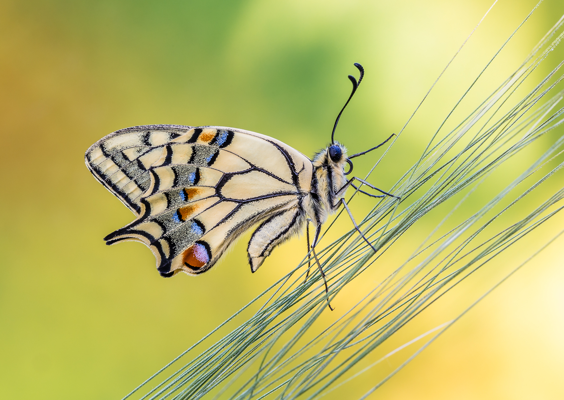 Wires and butterflies!