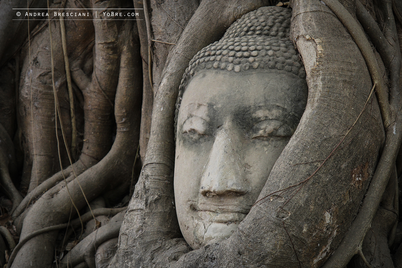 Testa di Buddha in radici - Wat Phra Mahthat
