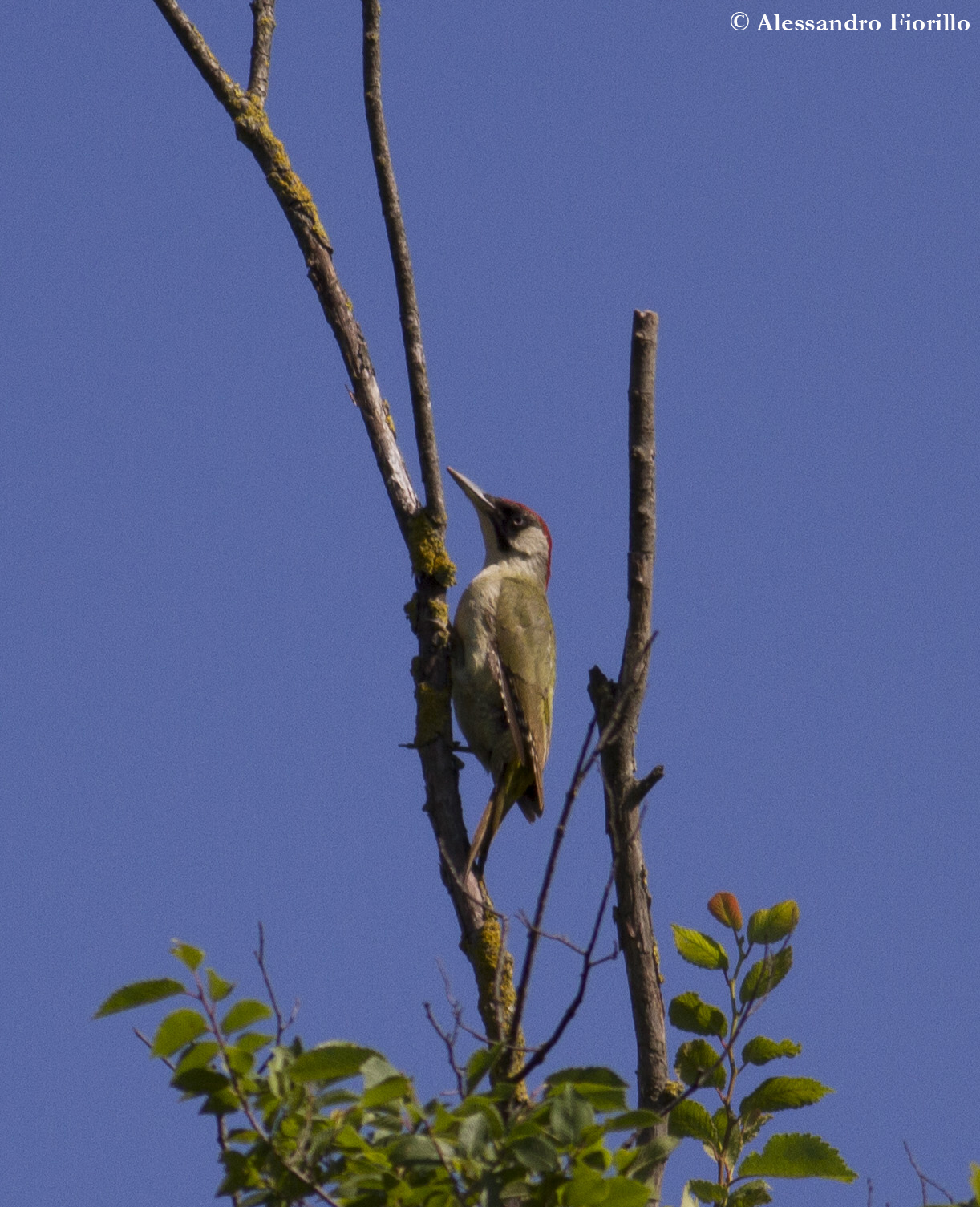 Green Woodpecker