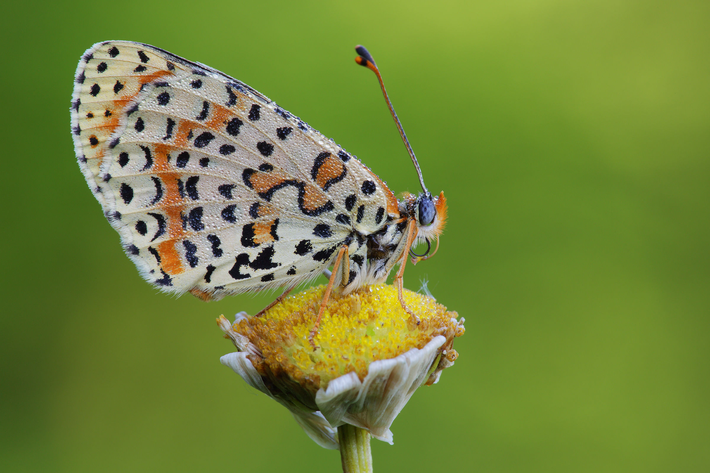 Melitaea didyma