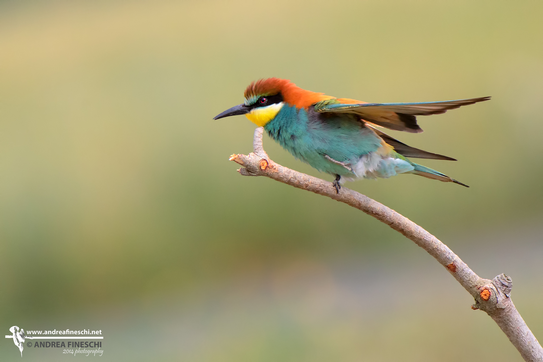 Gruccione in inversione