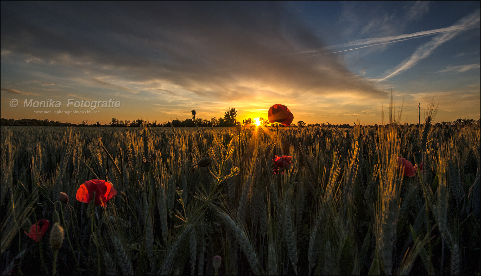 Sunset between ears and poppies