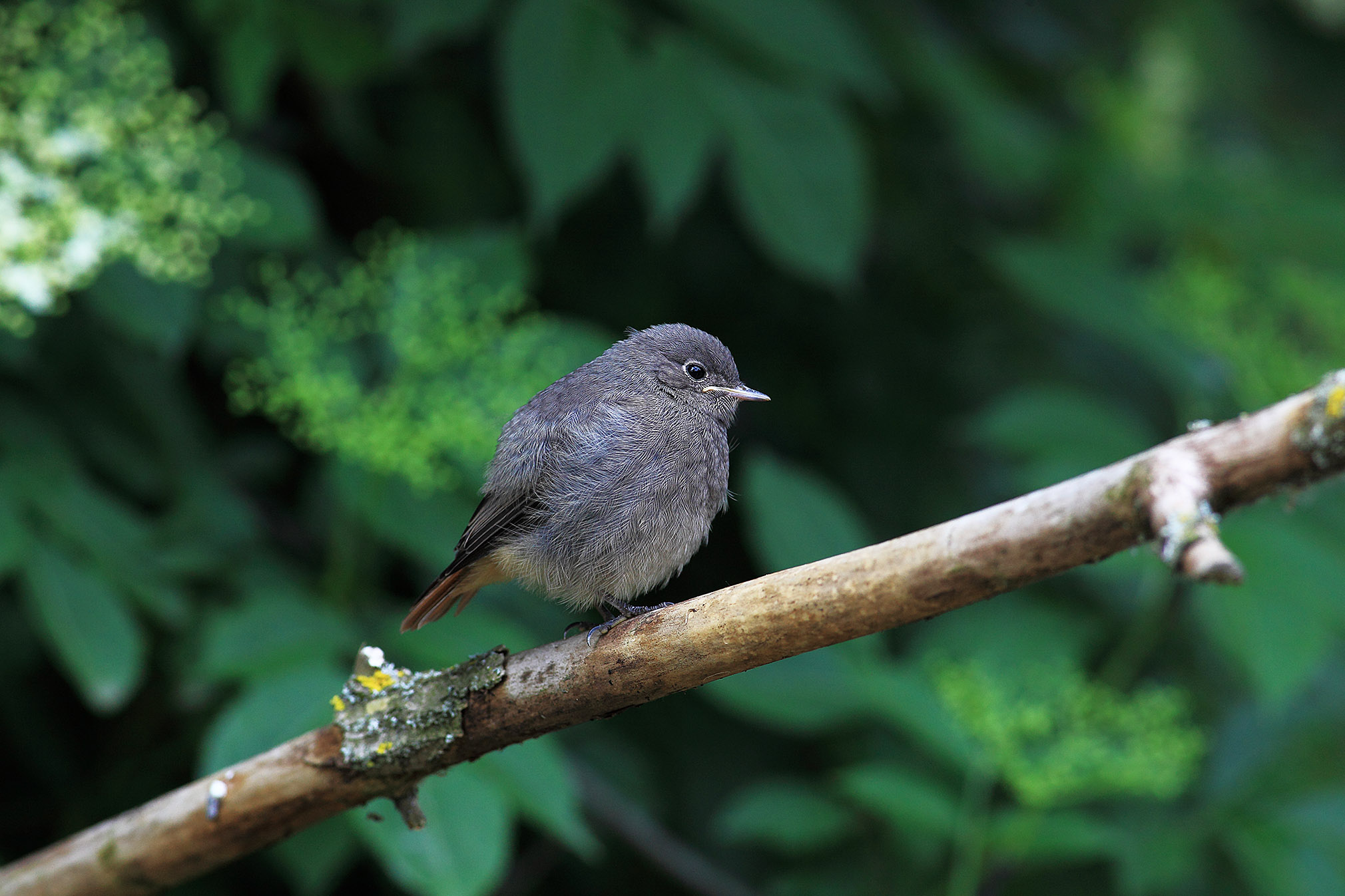 Redstart Sweeps young