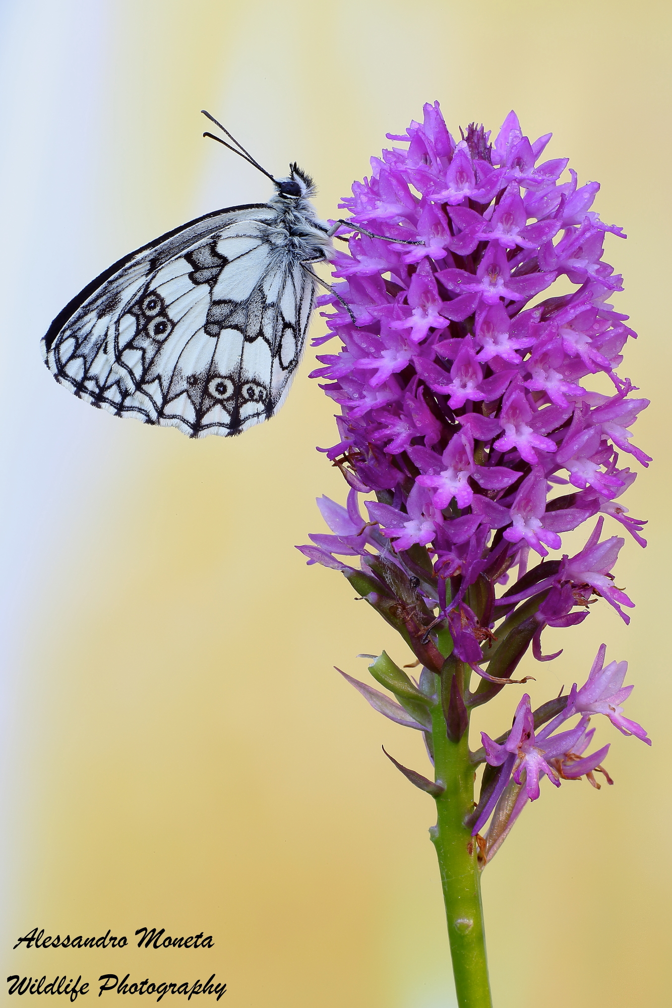 Almost reached the summit.