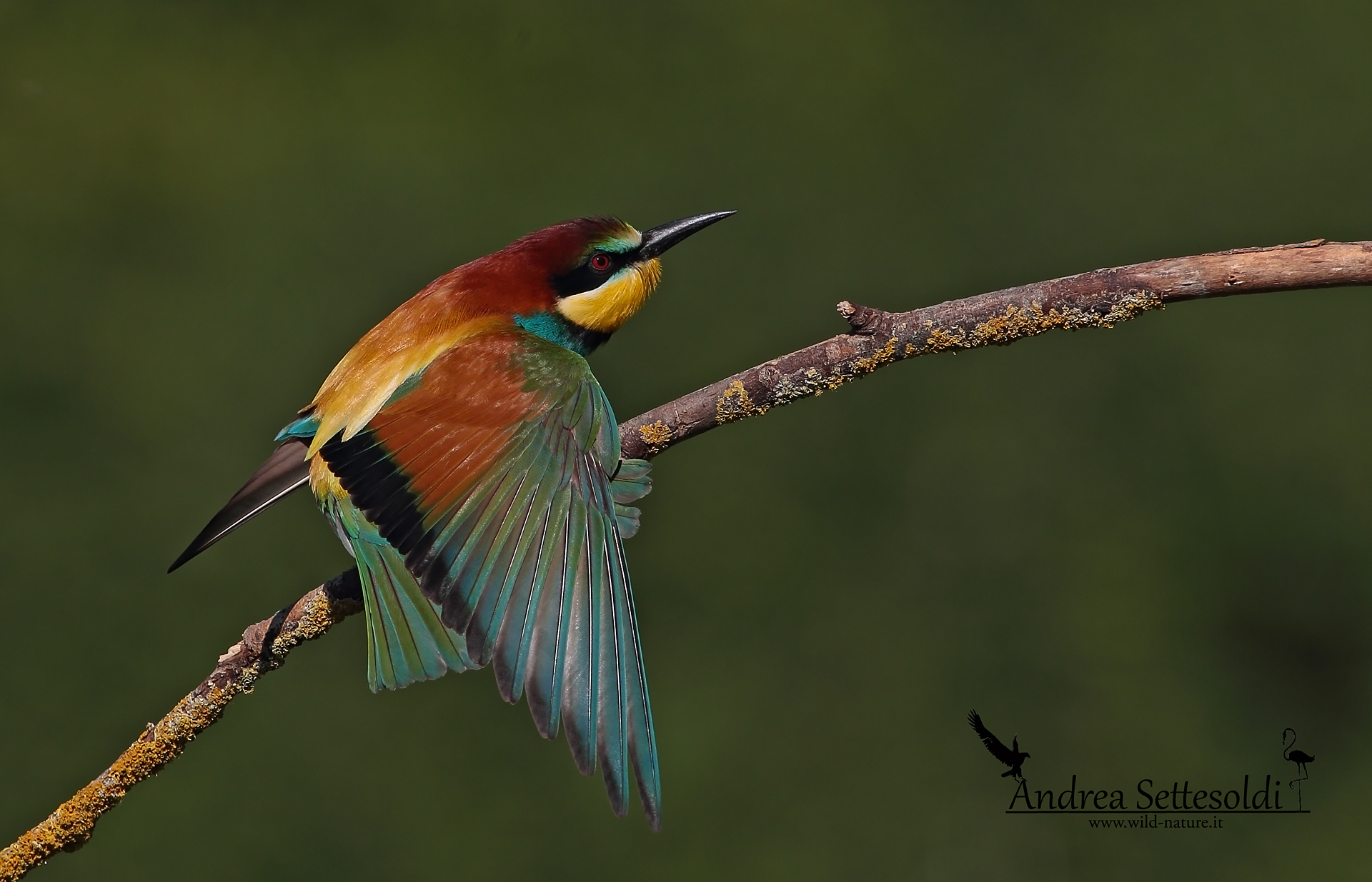 Gruccione e ventaglio