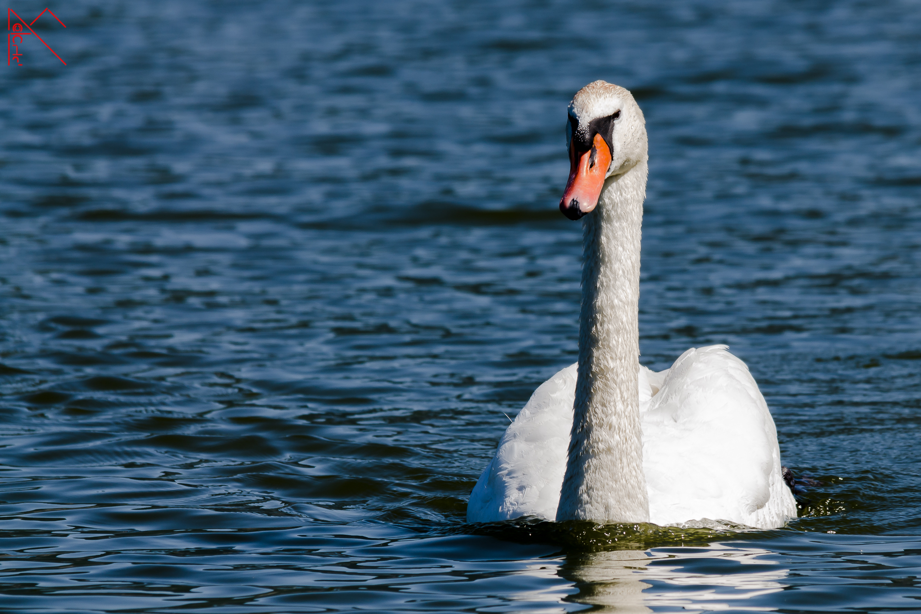 The guardian of the lake