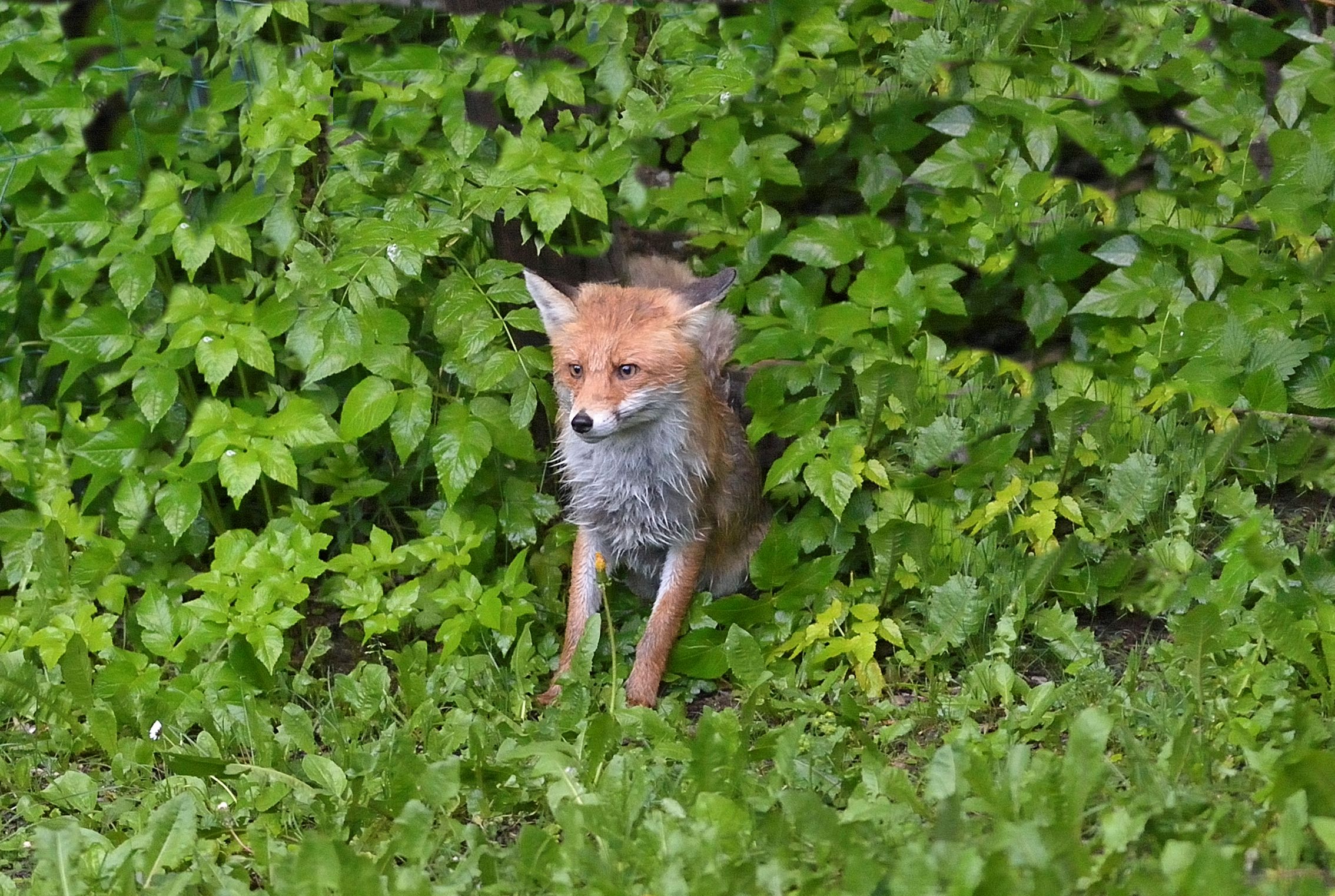 piccolo di volpe perplesso