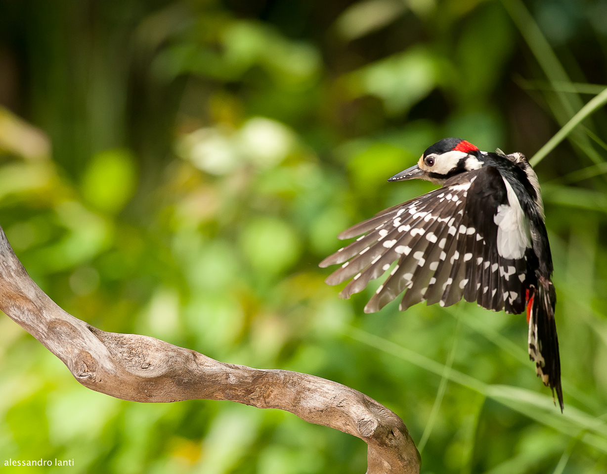 woodpecker