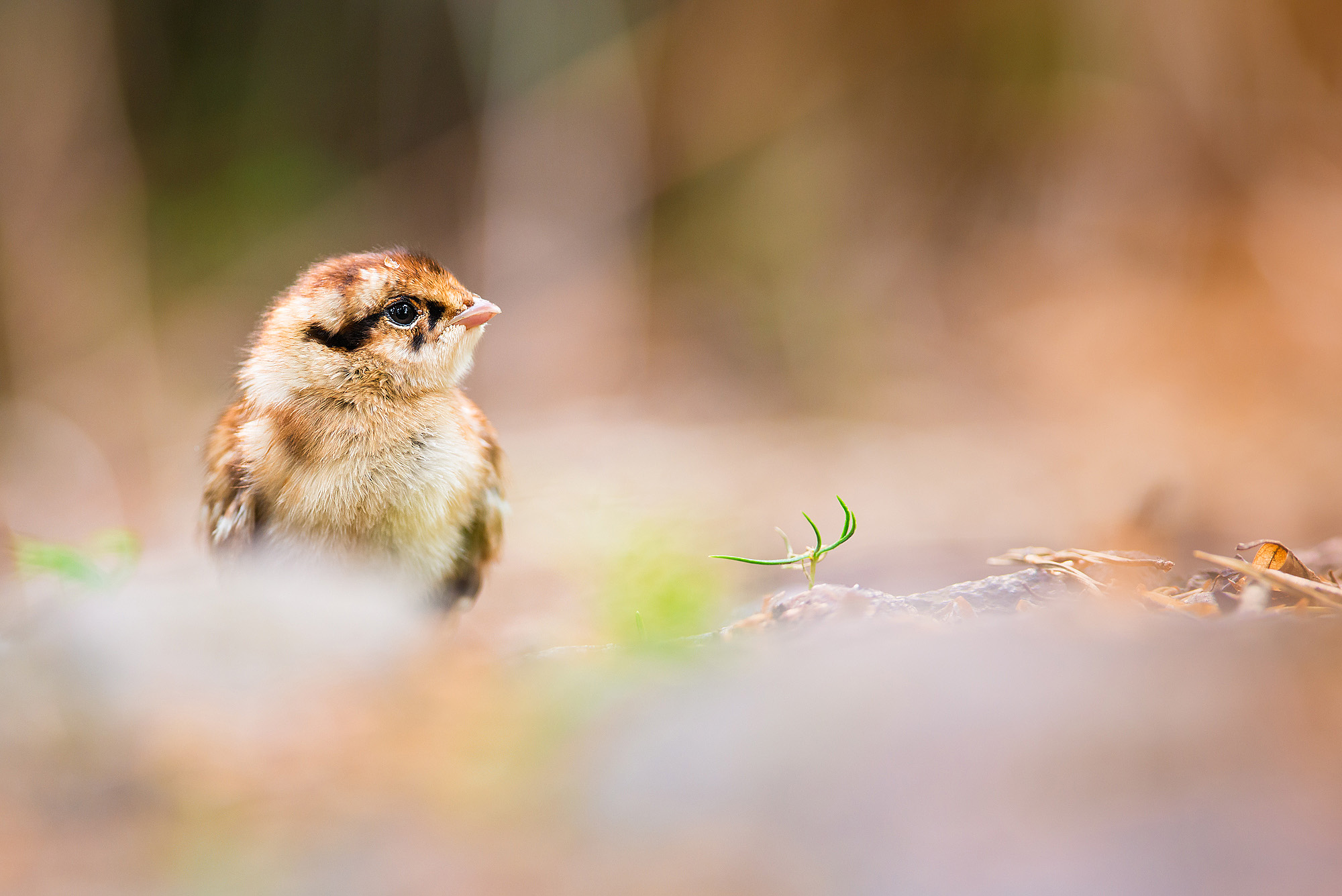 Pulcino di Francolino di monte
