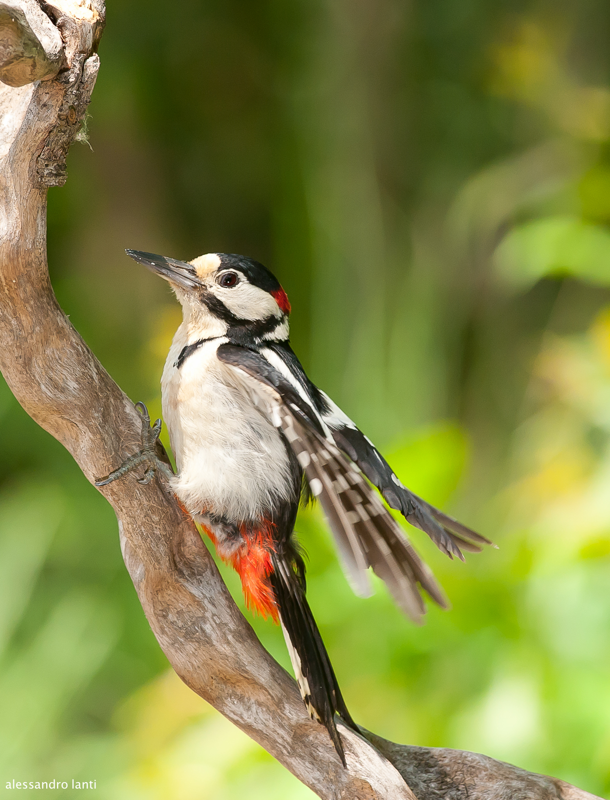 woodpecker