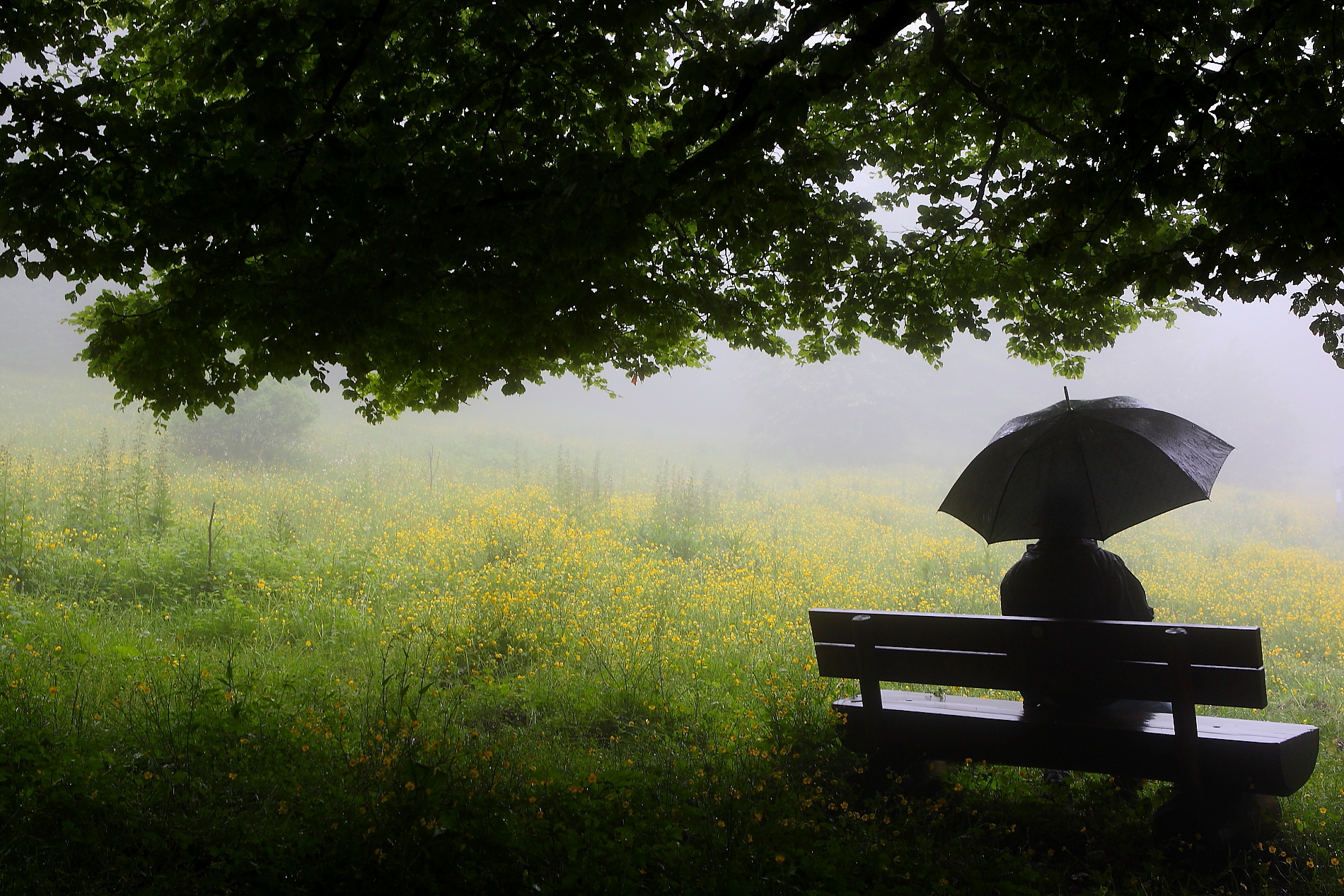 Looking at the last spring fog