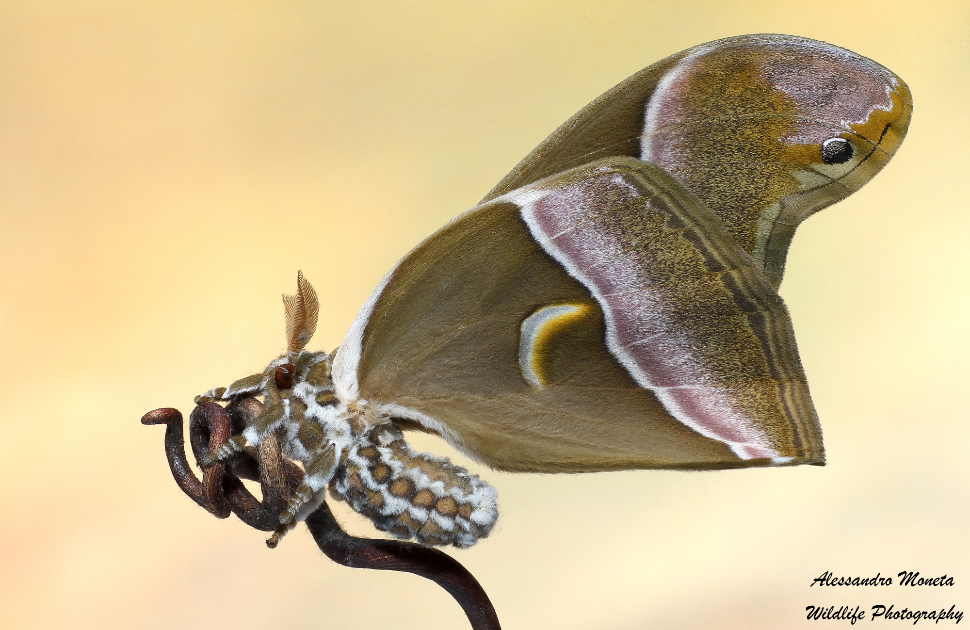 Ship stellate Enterprise