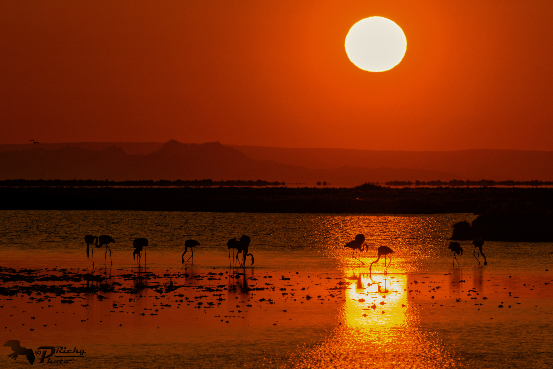 Alba rossa in Camargue