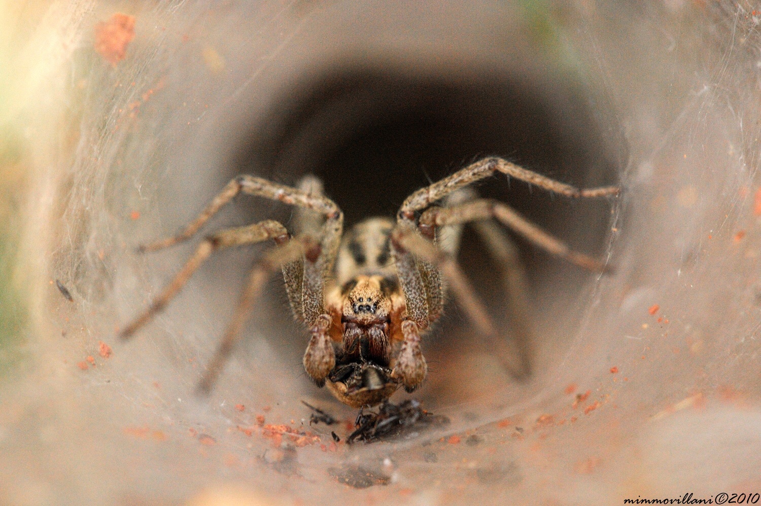 Scusi il disturbo, sta cenando?