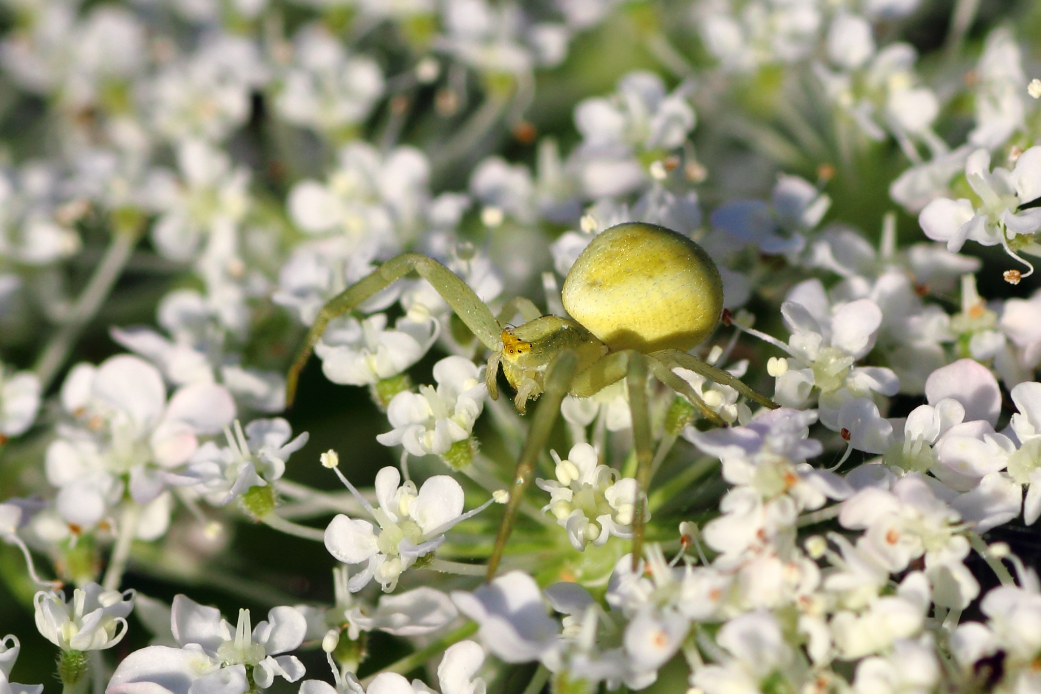 Camminando sui fiori...