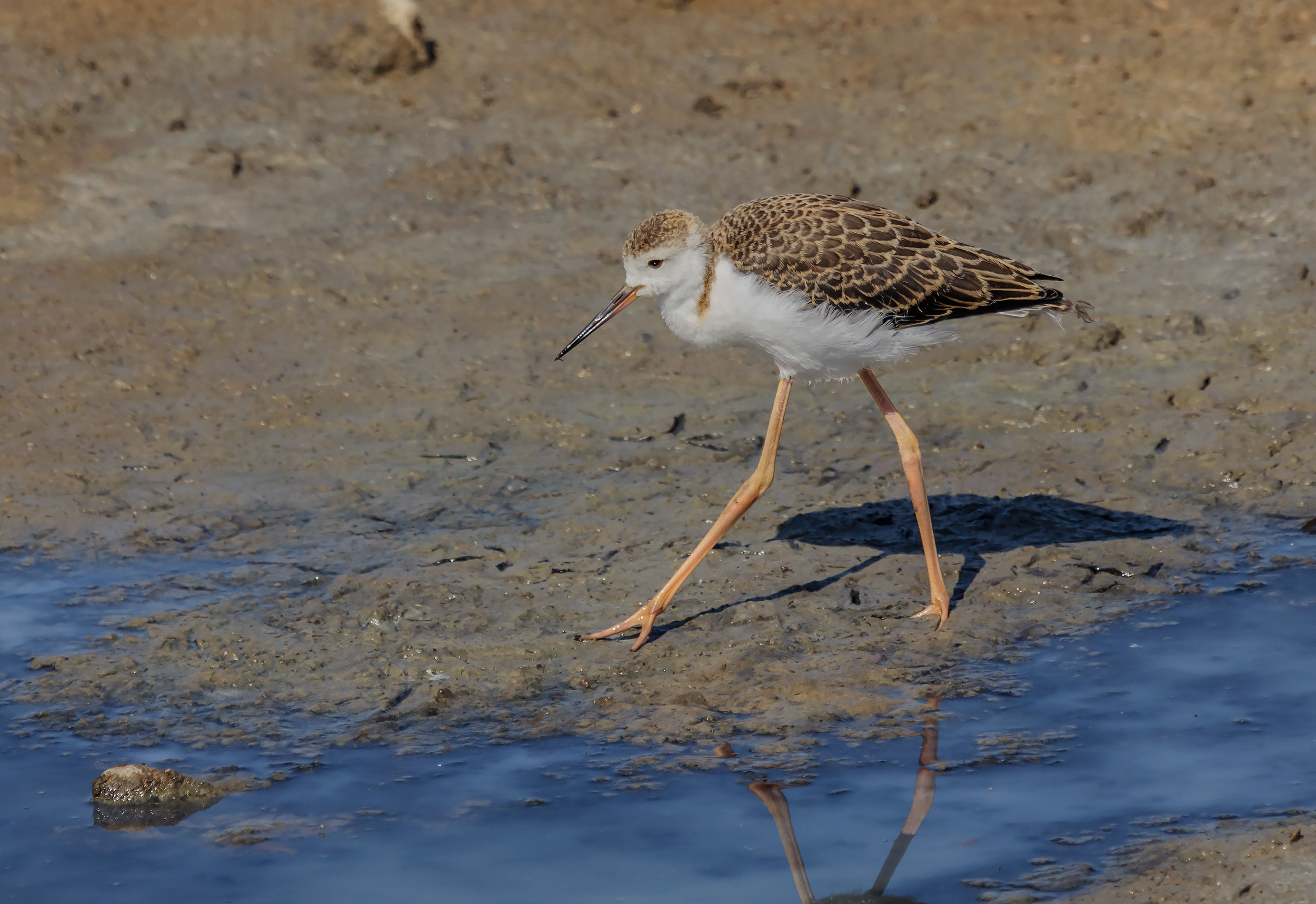 Giovane cavaliere a passeggio...
