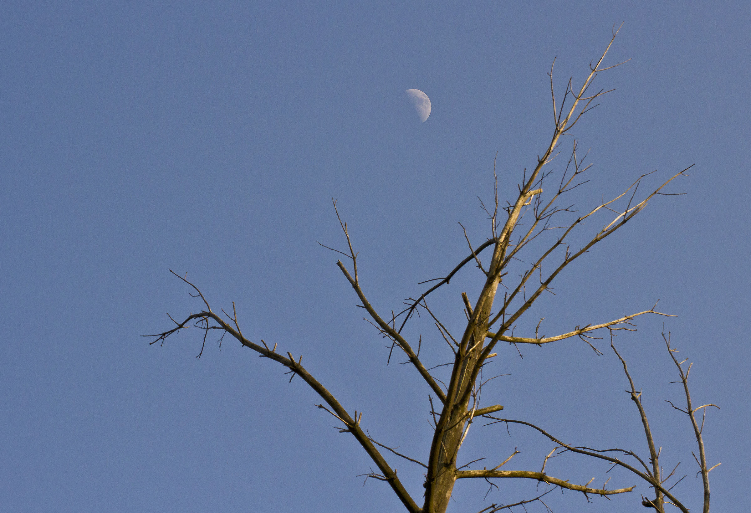 Moon and Tree