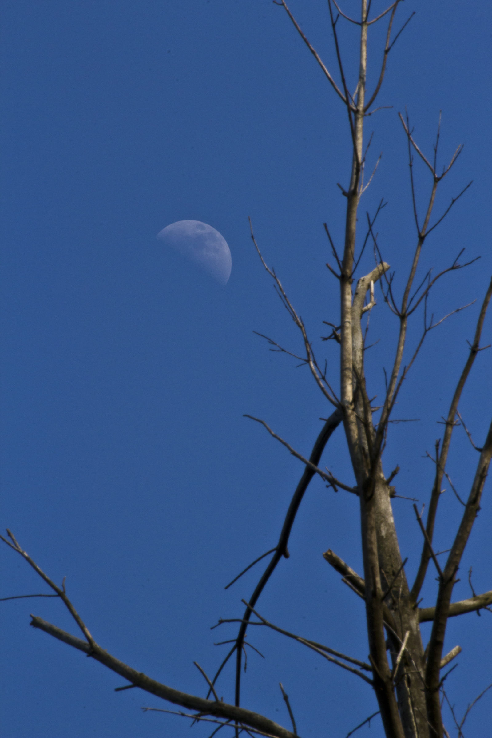 Moon and albero2