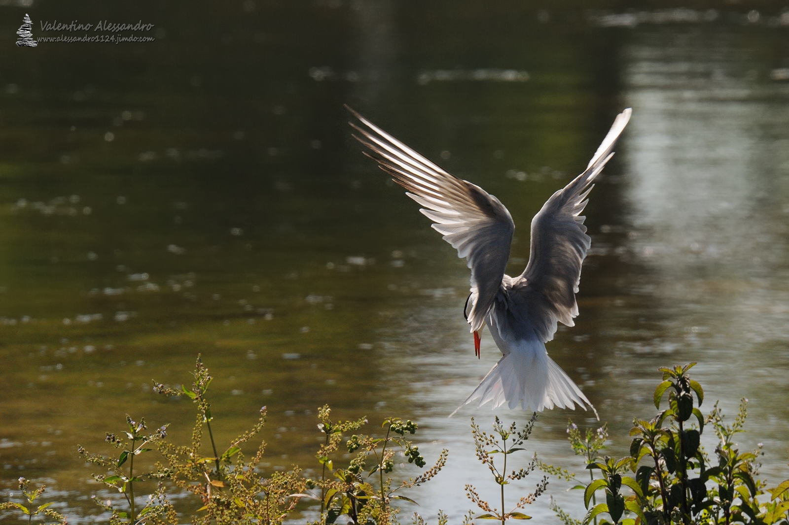 Sterna in arrivo al nido