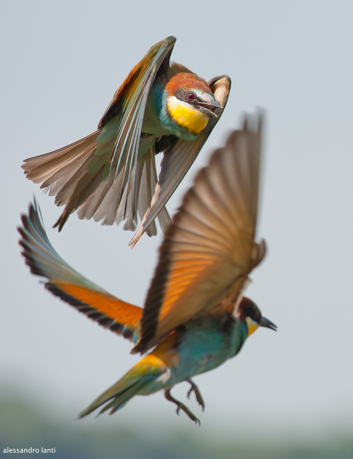 bee-eaters