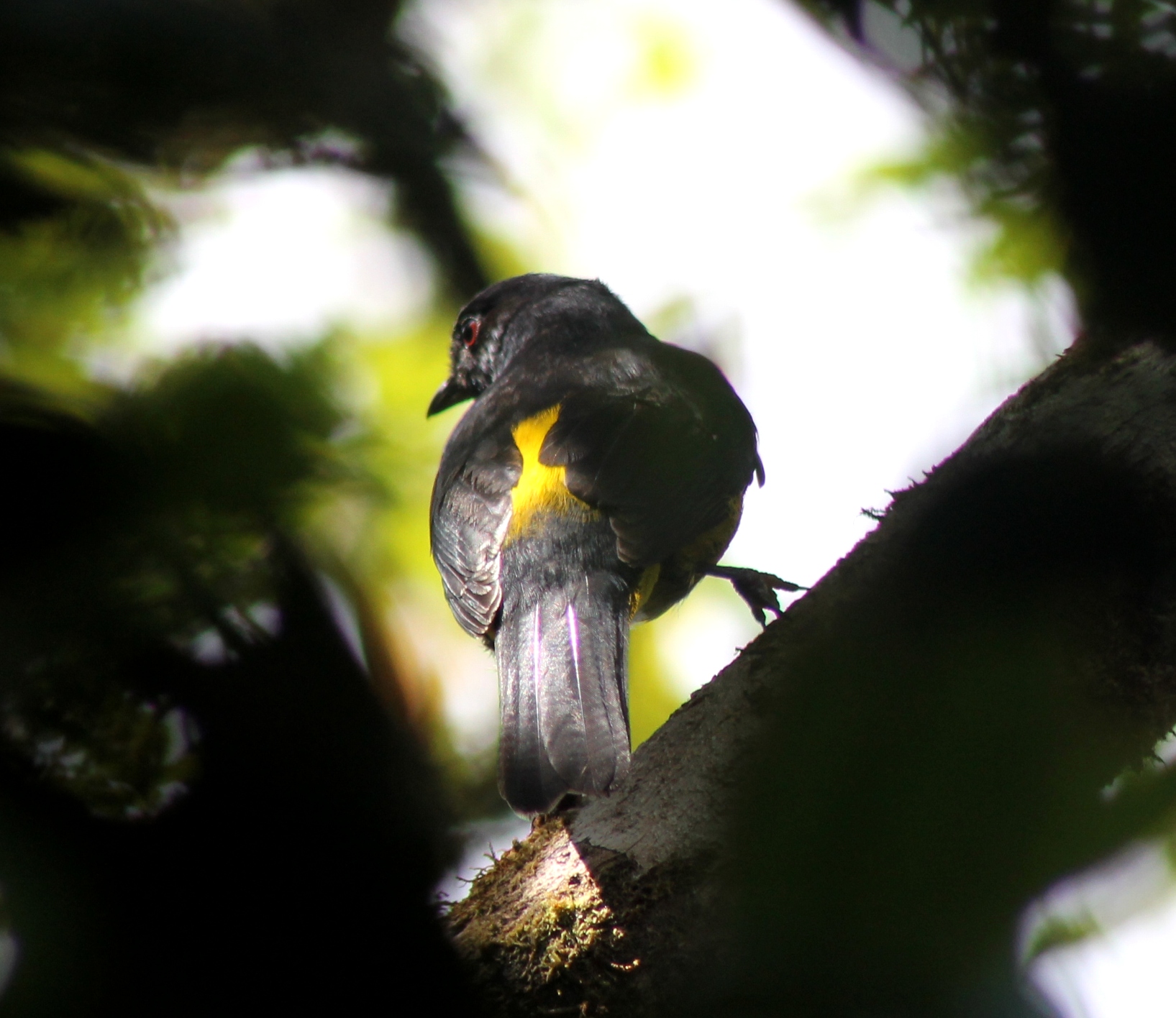 Yellow and black silky flycatcher