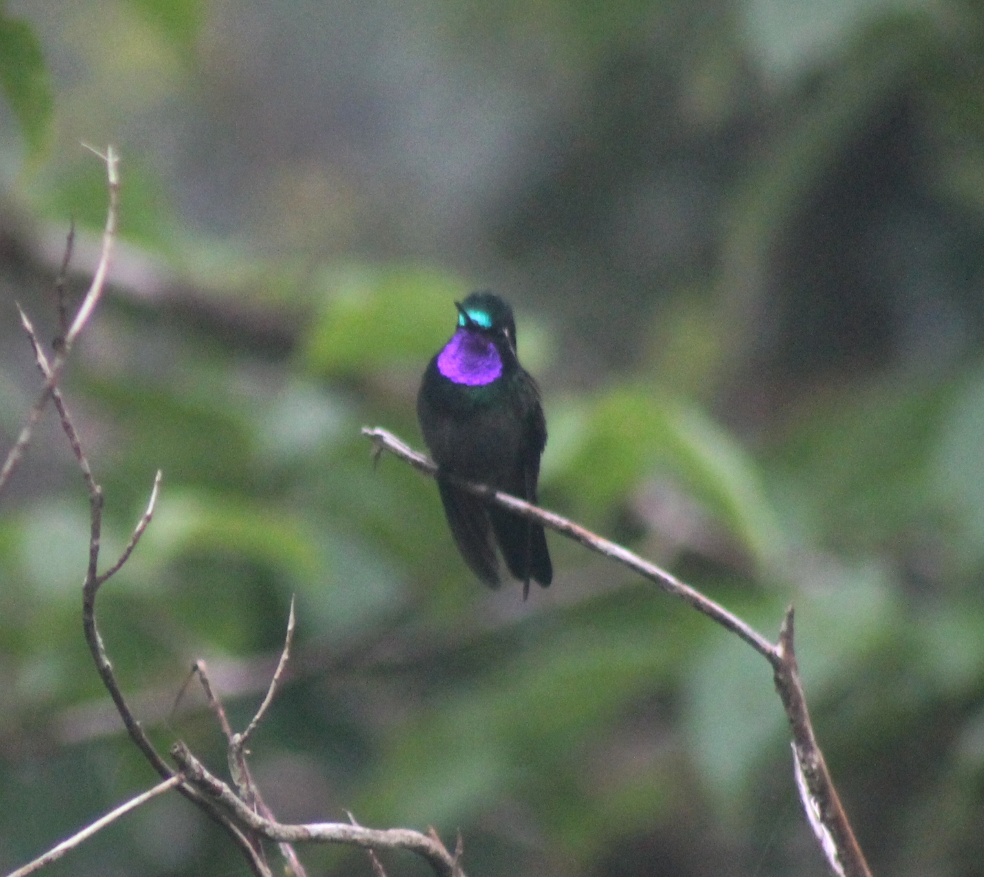 Purple throated mountain gem bad